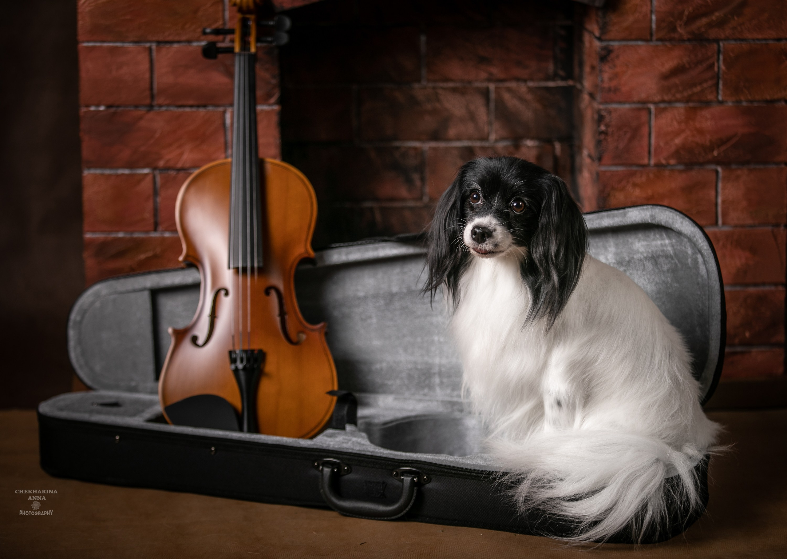 Анималистика. Профессиональный фотограф Чехарина Анна / pro photographer Chekharina