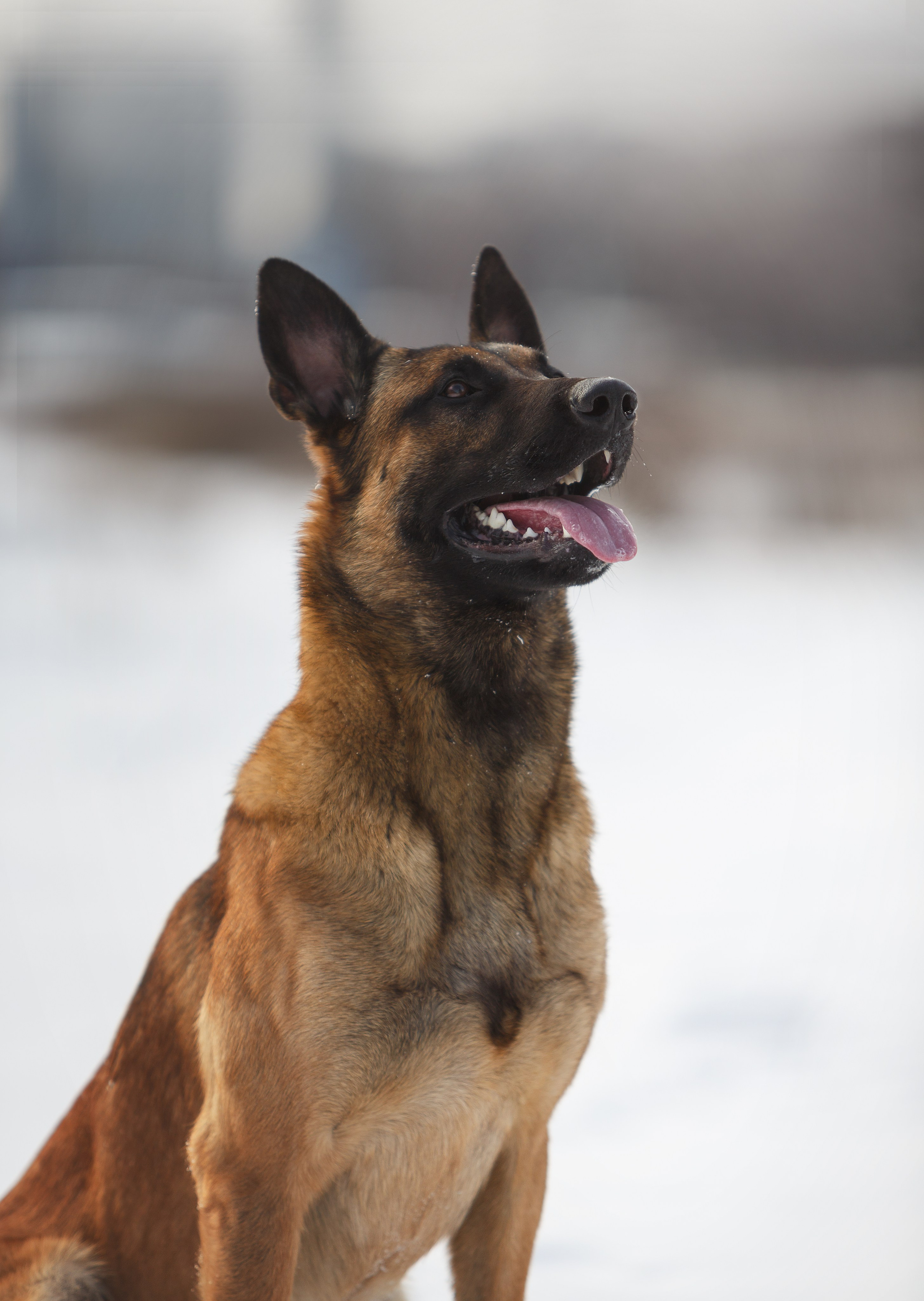 Драгон. Фотограф-анималист в Москве, МО и Владимире