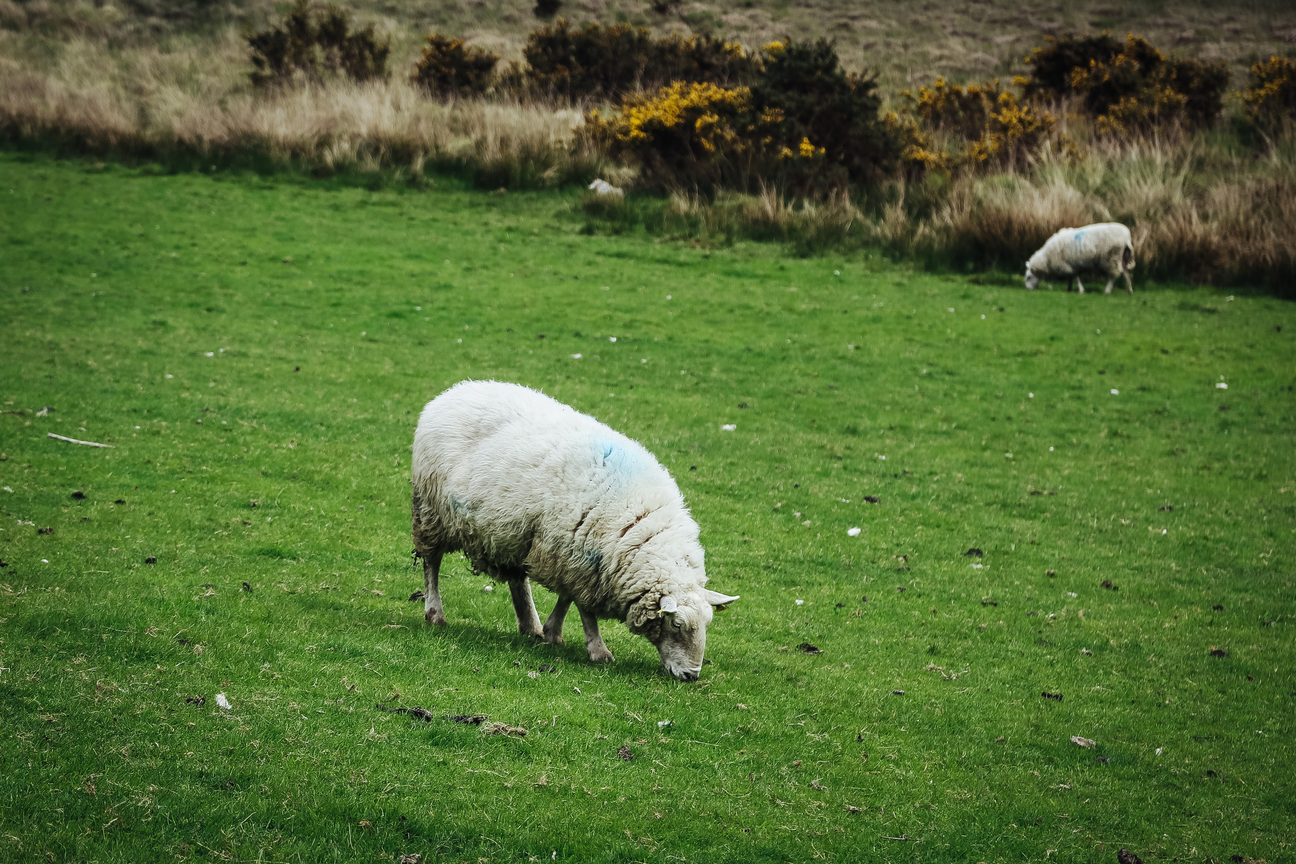 Ирландия: Горы Уиклоу. Дарья Письменюк / Darya Leitstern — фотограф, музыкант, журналист, путешественник