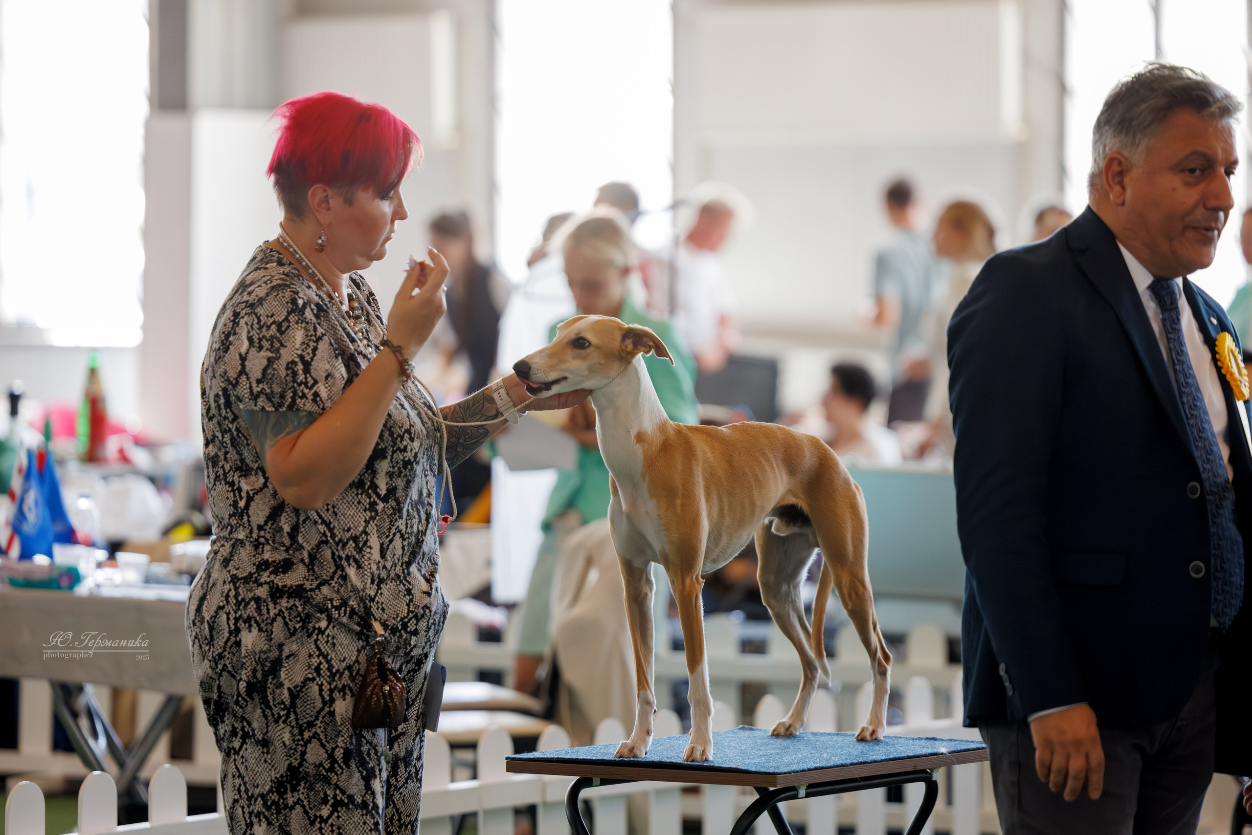 Батуми 3хCACIB 27-29.06.2025. Фотограф-анималист Юлия Германика