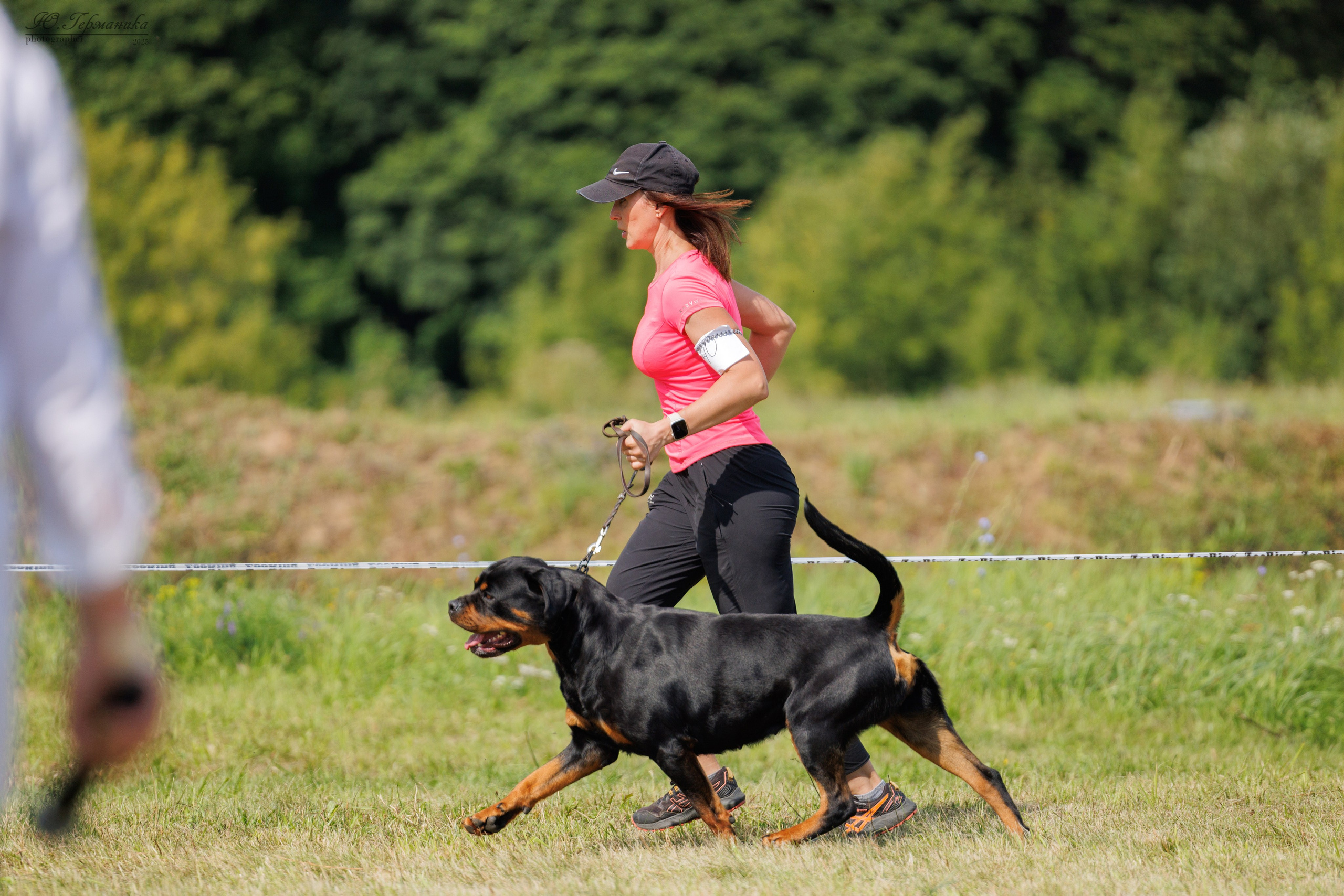 Рязань 2хмоно ротвейлеры 16-17.08.2025. Фотограф-анималист Юлия Германика