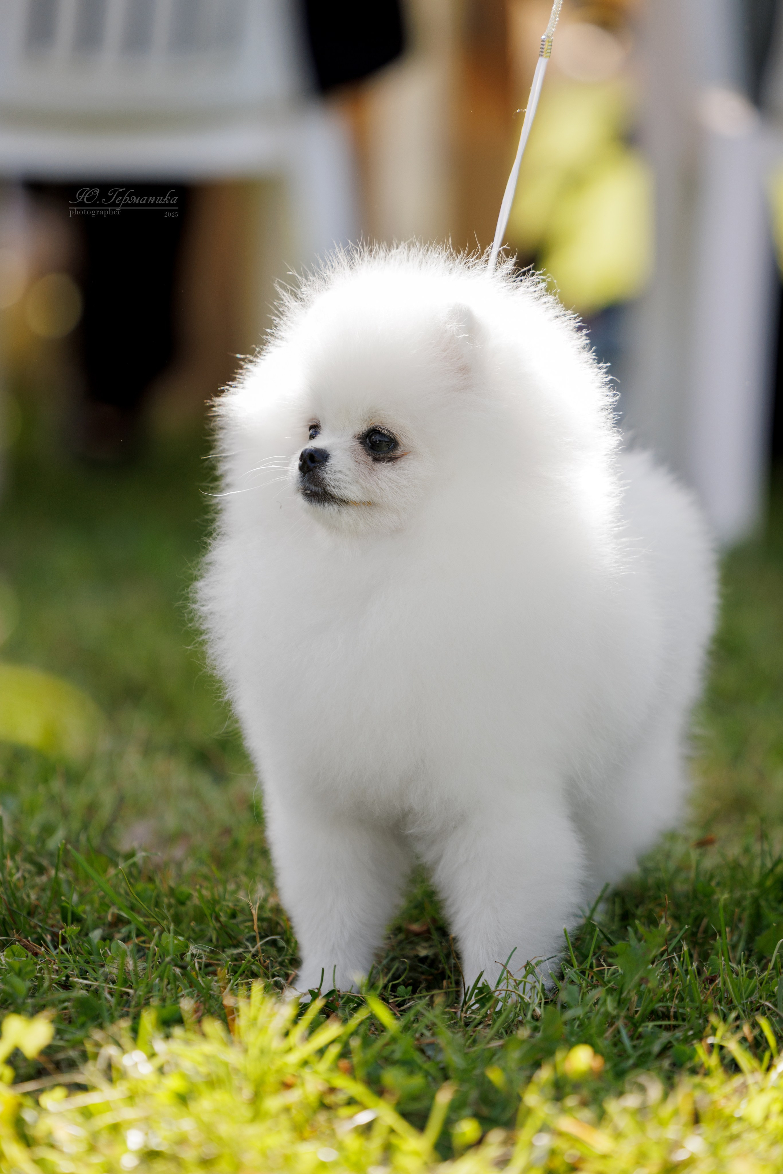 Зеленоград 13.09.2025. Фотограф-анималист Юлия Германика