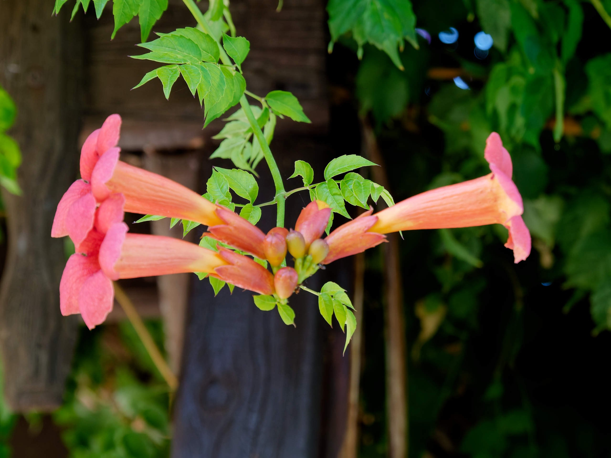 Алания 2025, город, стрит-фото. Избранные фотографии