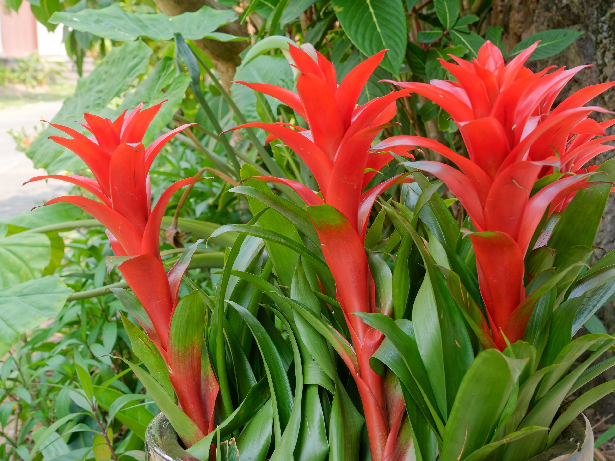 Хайнань 2026, флора, цветы и деревья. Фотопрогулки по Миру