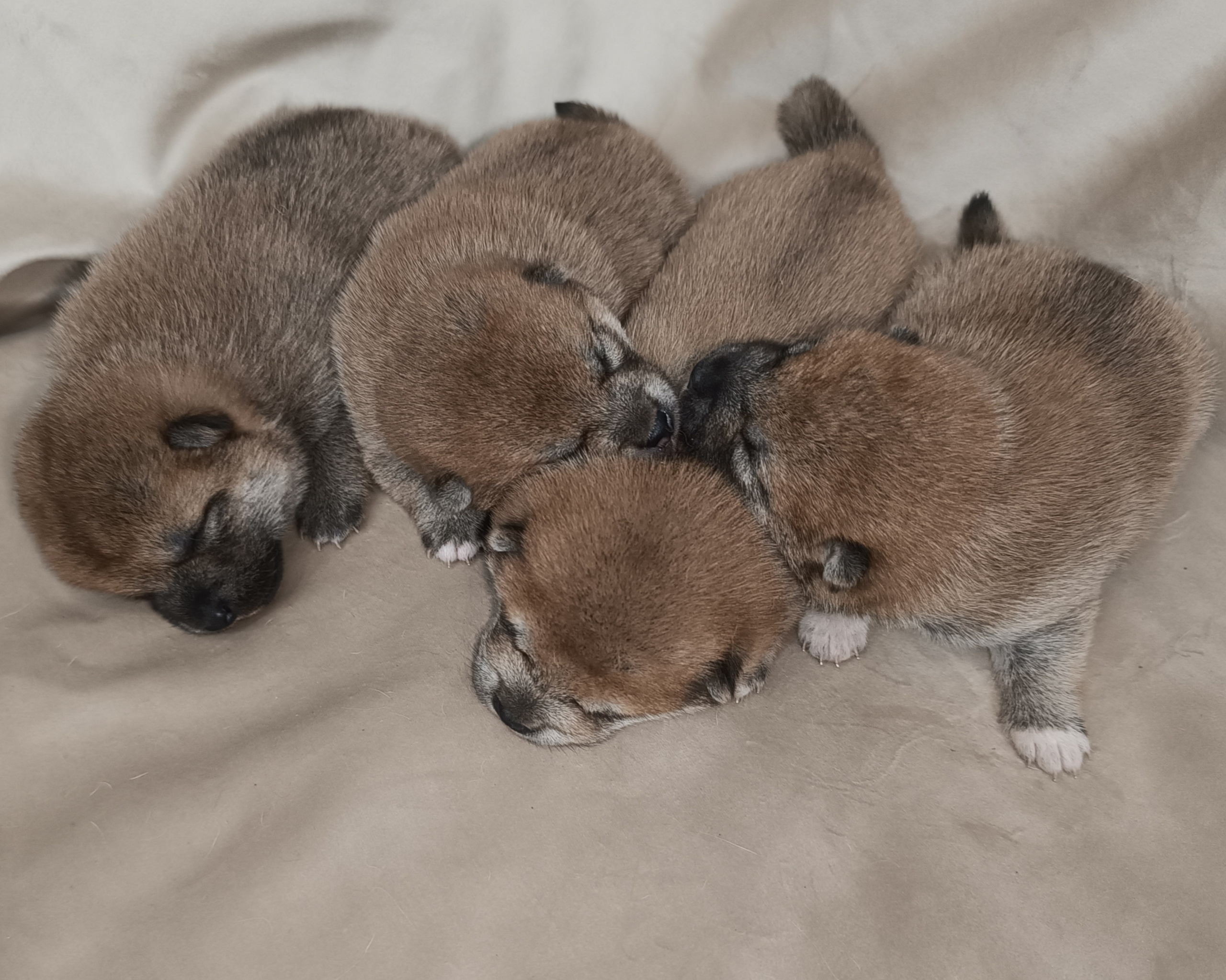 сиба питомник Рубилайт щенки на продажу rubylight  сиба щенки купить СПб Санкт-Петербург 