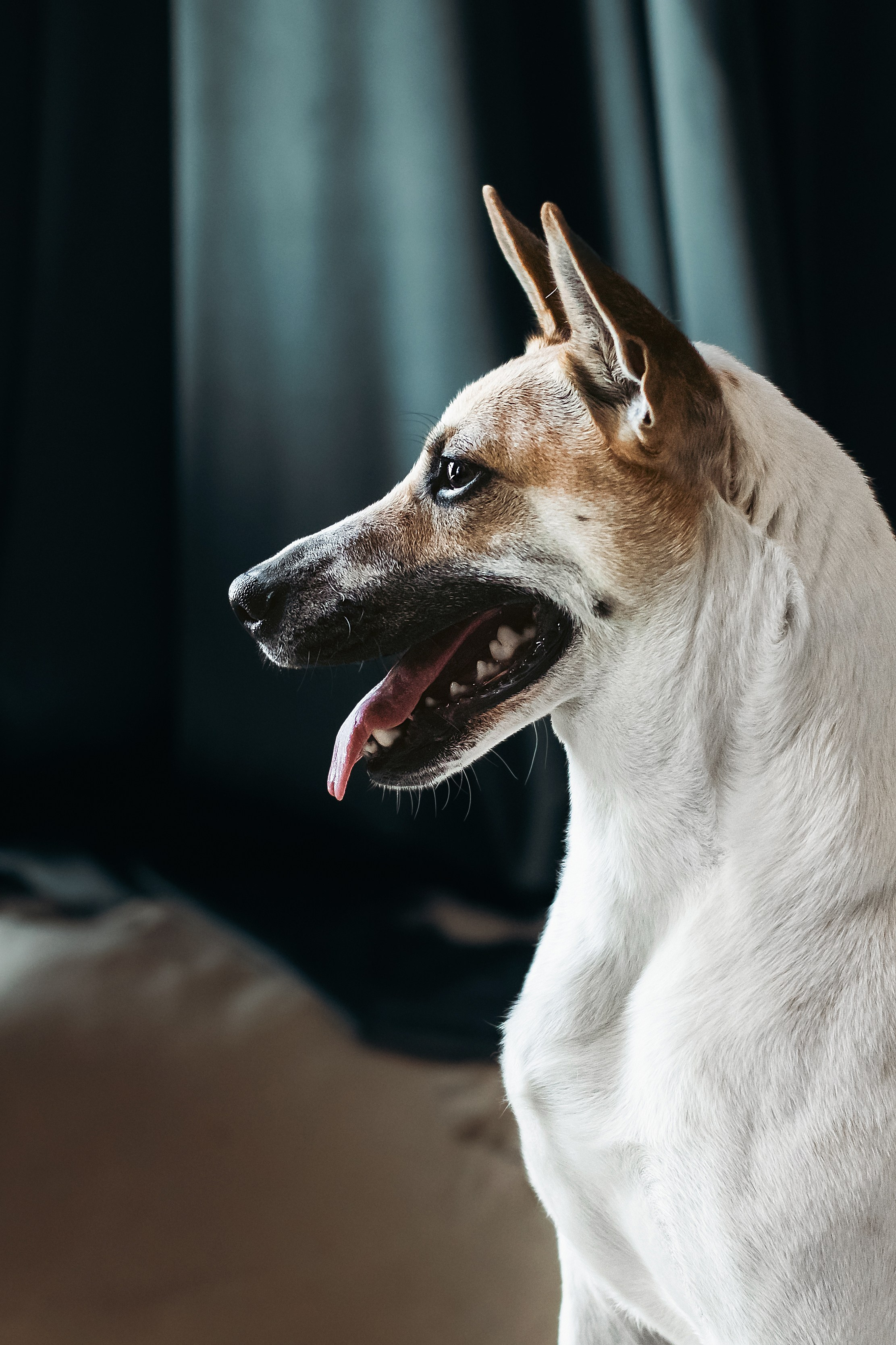 Полина и Альвильда. Фотограф-анималист Татьяна Степанова