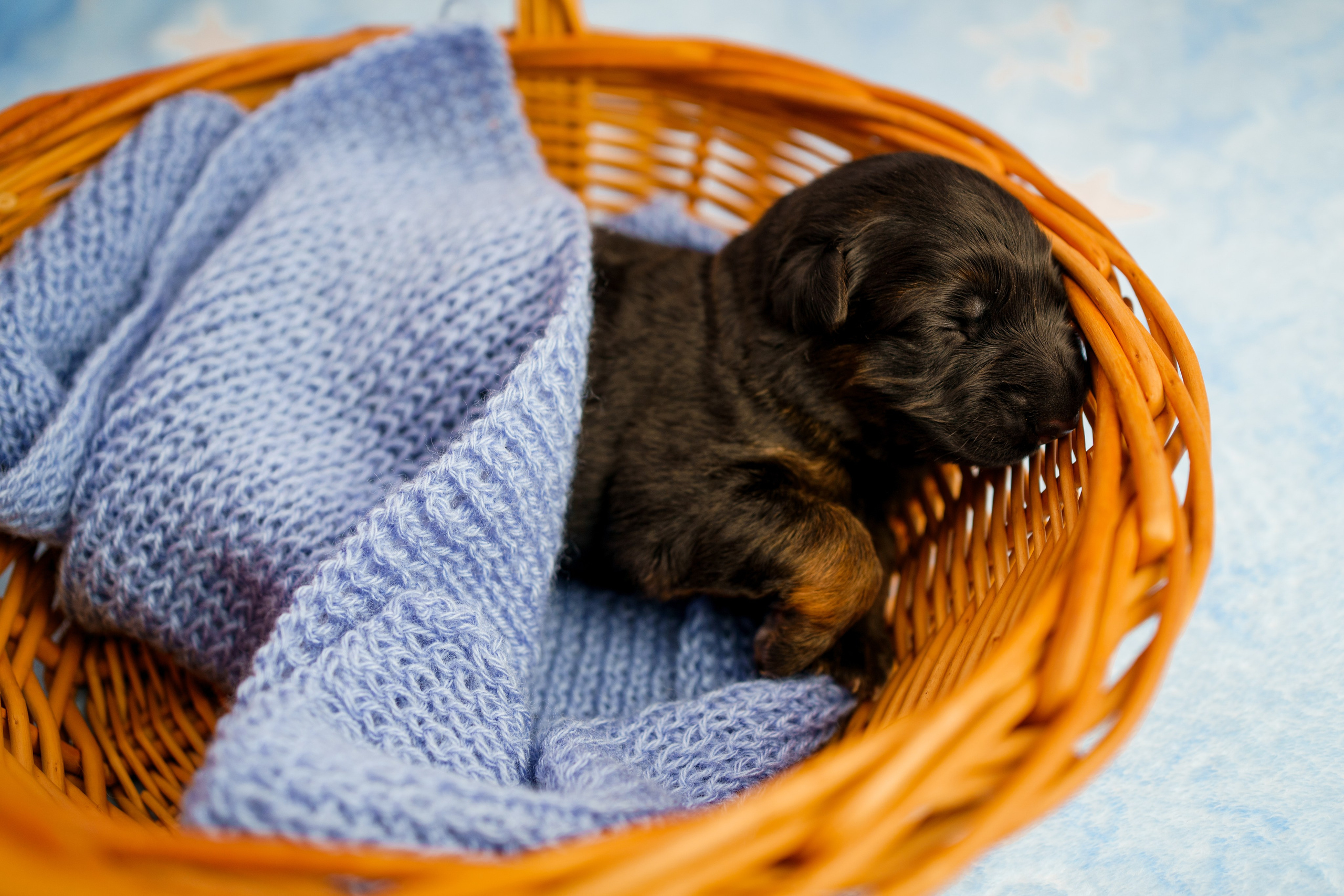 Новорожденные немецкие овчарки. Фотограф-анималист Анастасия Большакова