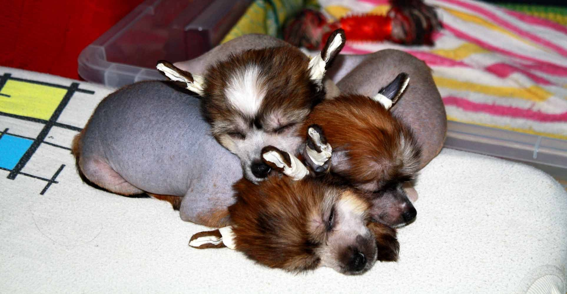 Помёт C. Питомник китайских хохлатых собак Poale Ell: купить щенка в питомнике