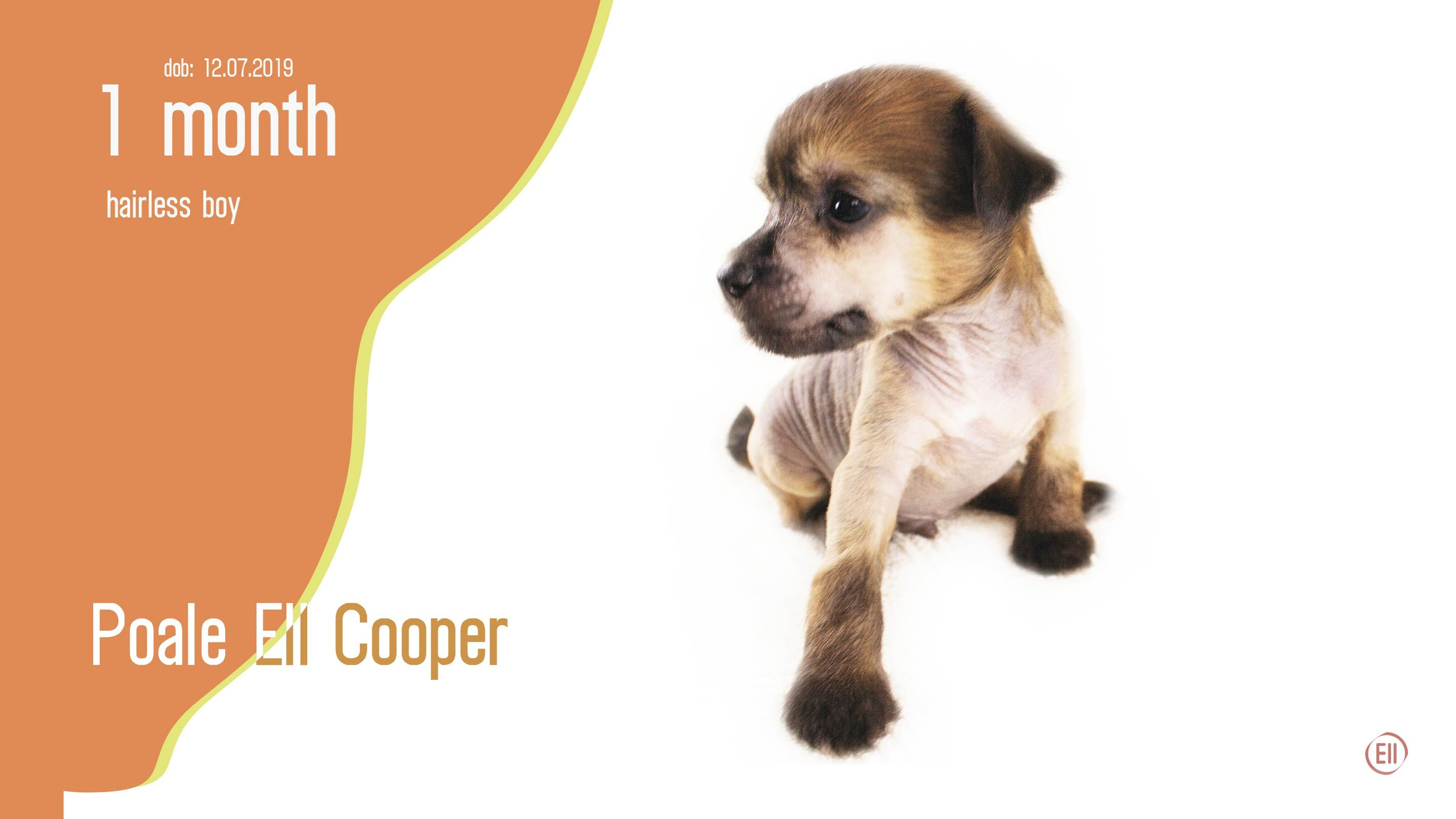 Litter C. Chinese Crested Dog Kennel Poale Ell