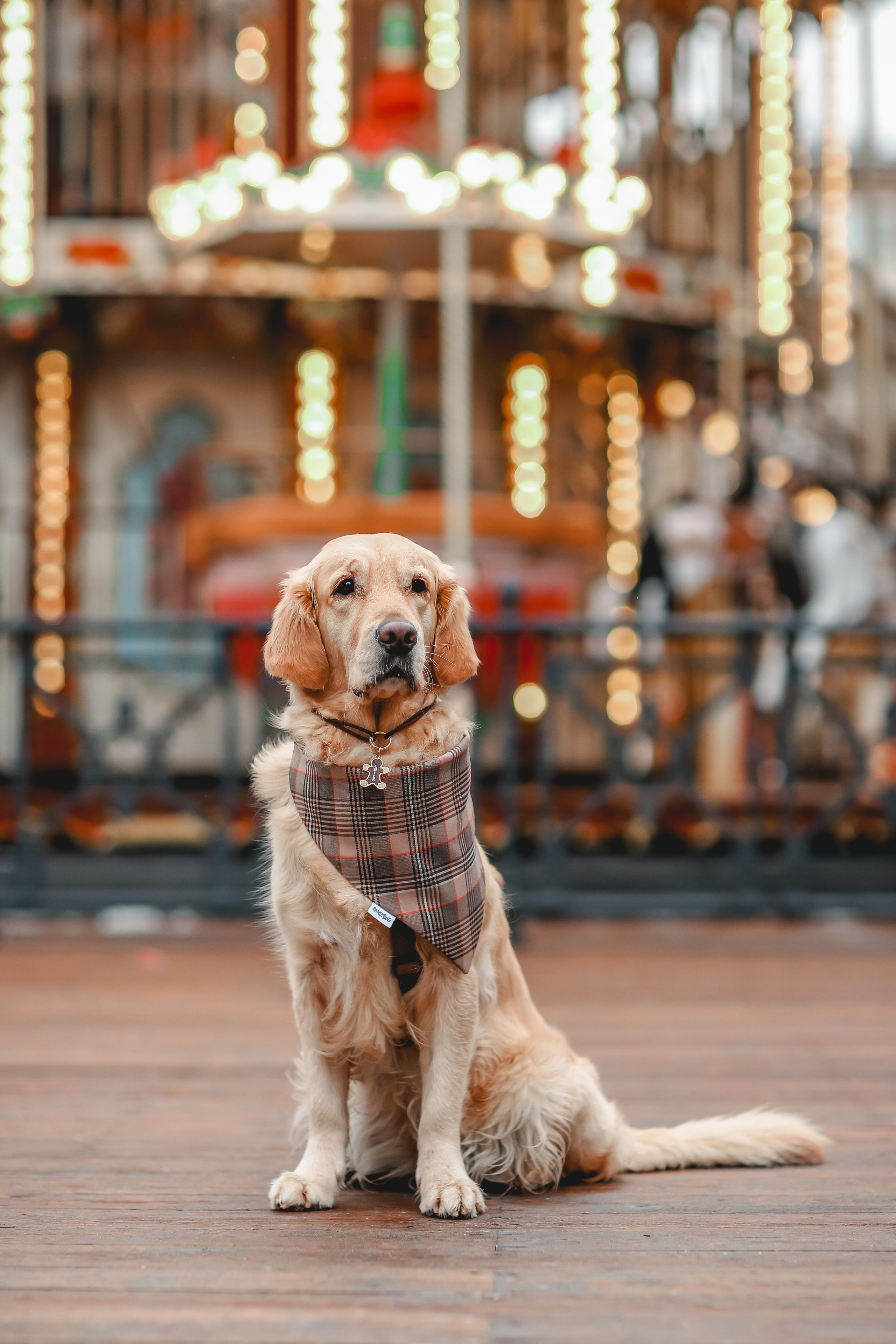 Марина и Чили. Семейный фотограф анималист Мария Крючкова