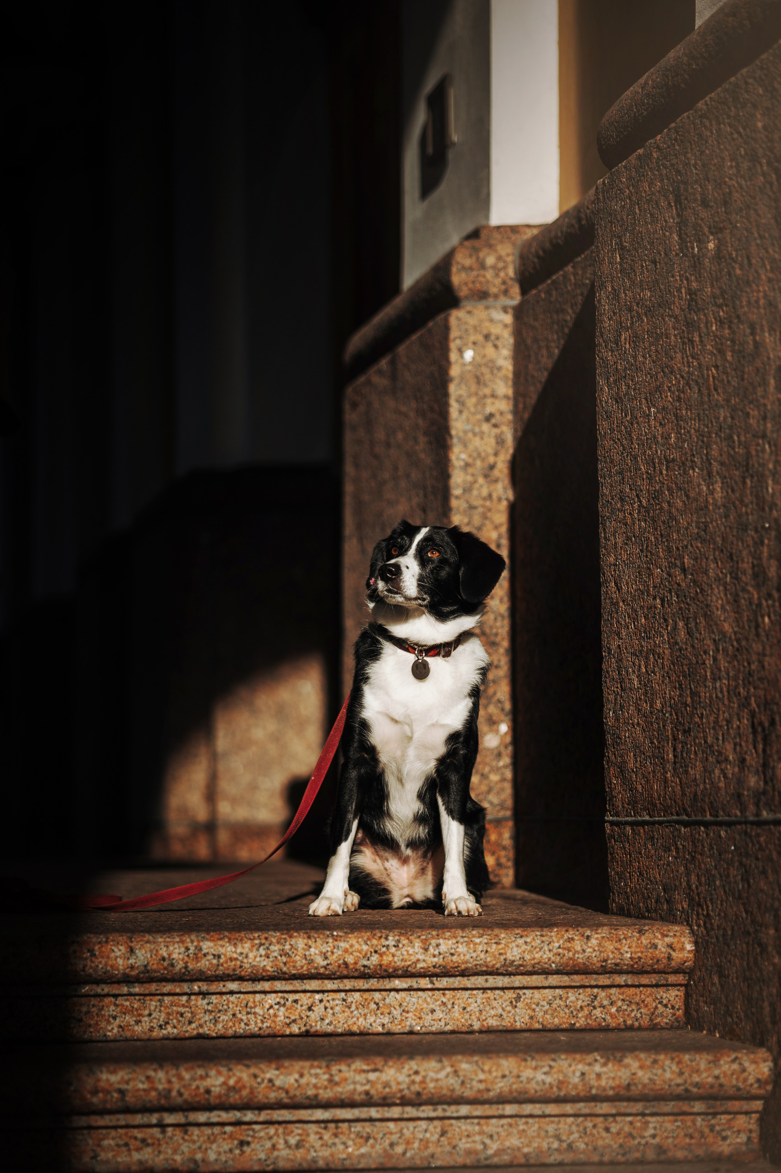 Мишель и ее семья. Фотограф — Анималист | Санкт-Петербург