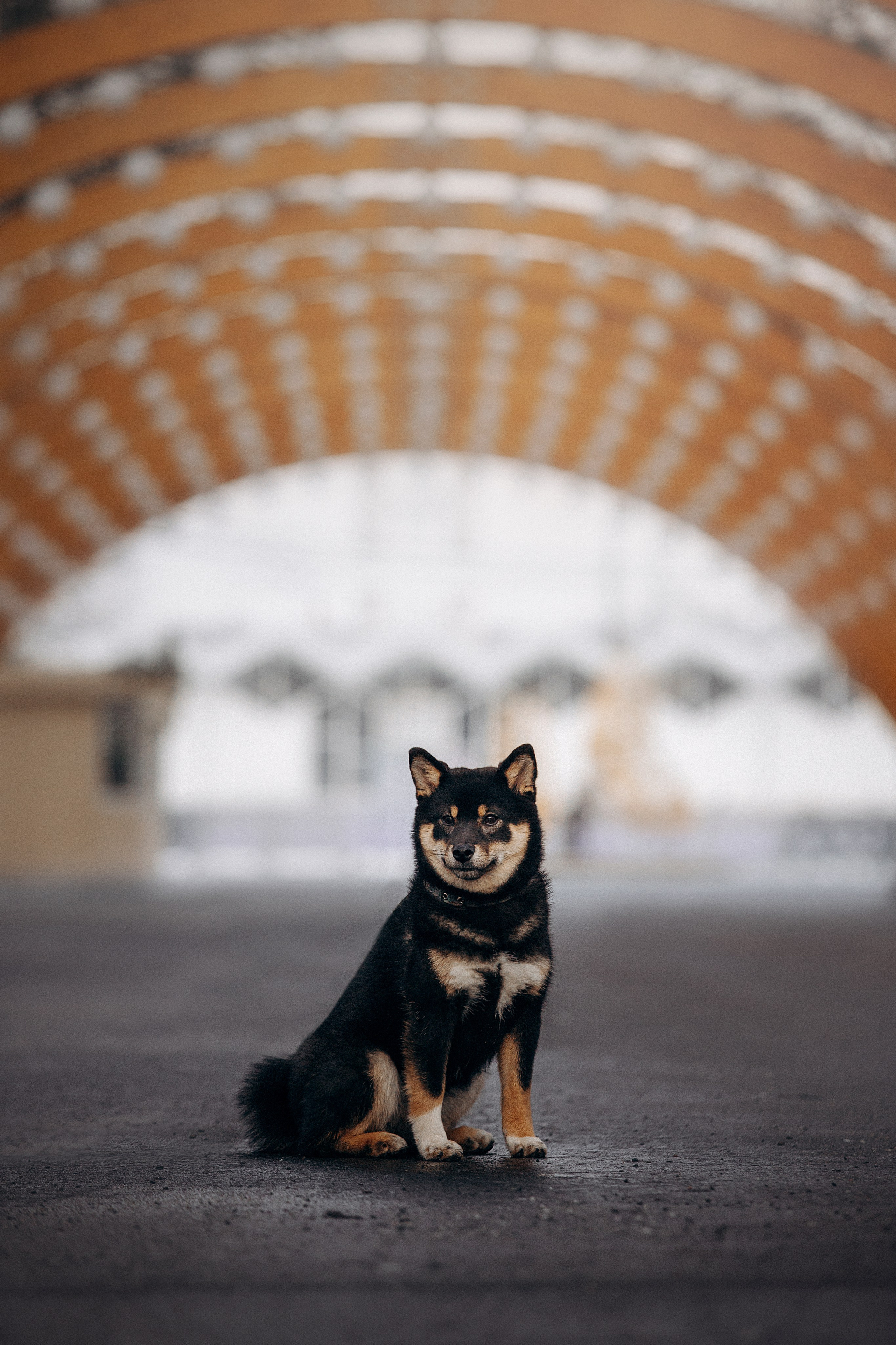 Дарья и Мики. Фотограф — Анималист | Санкт-Петербург