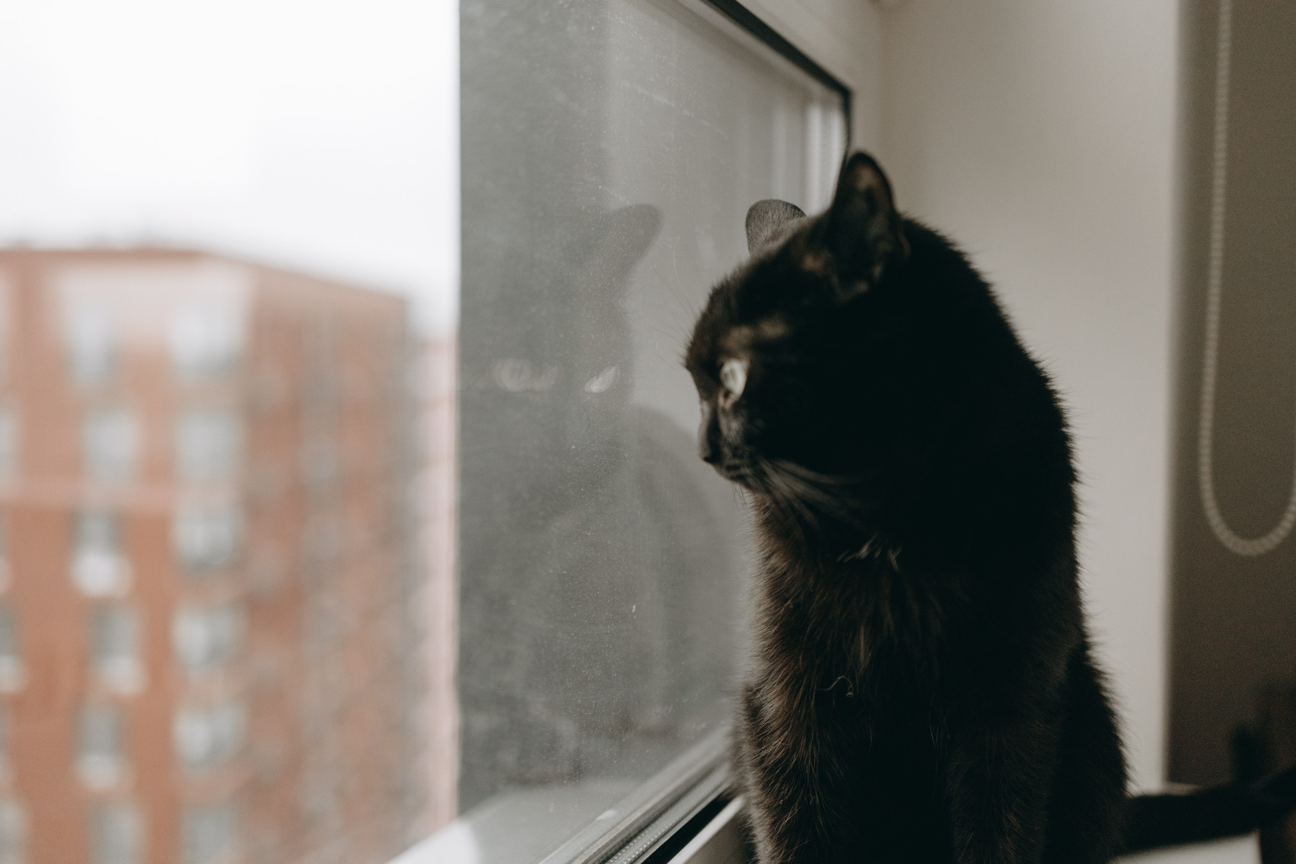 Настя, Никита и их Гром и Мяу. Фотограф — Анималист | Санкт-Петербург