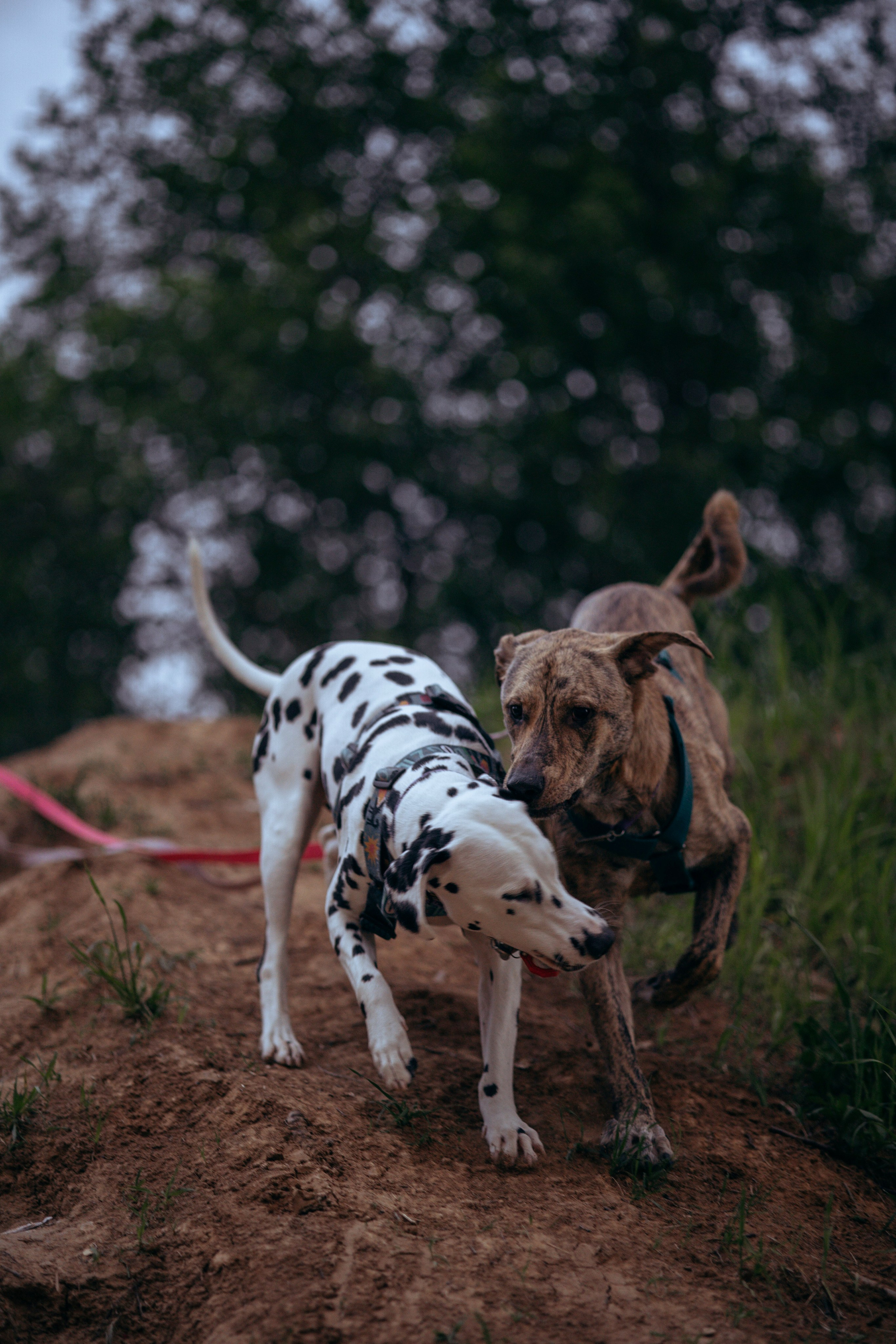 Съемка с собакой. Анастасия Белаш