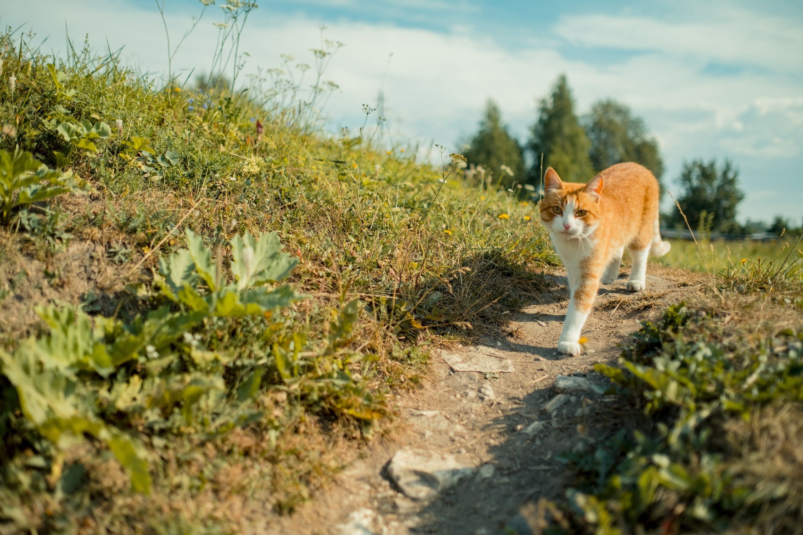 Фотографии Каргополя и красивые виды Русского Севера. Портретный, репортажный и пейзажный фотограф в Москве Сергей Арест