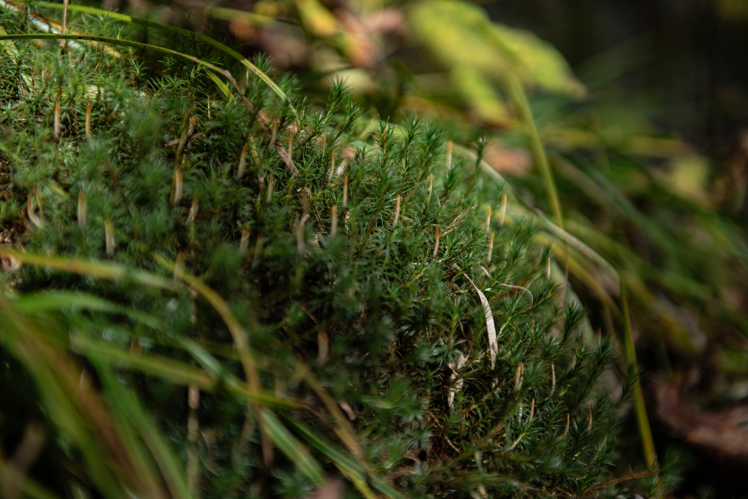Природа Хабаровского края. Команда фотографов Кристины Ивановой