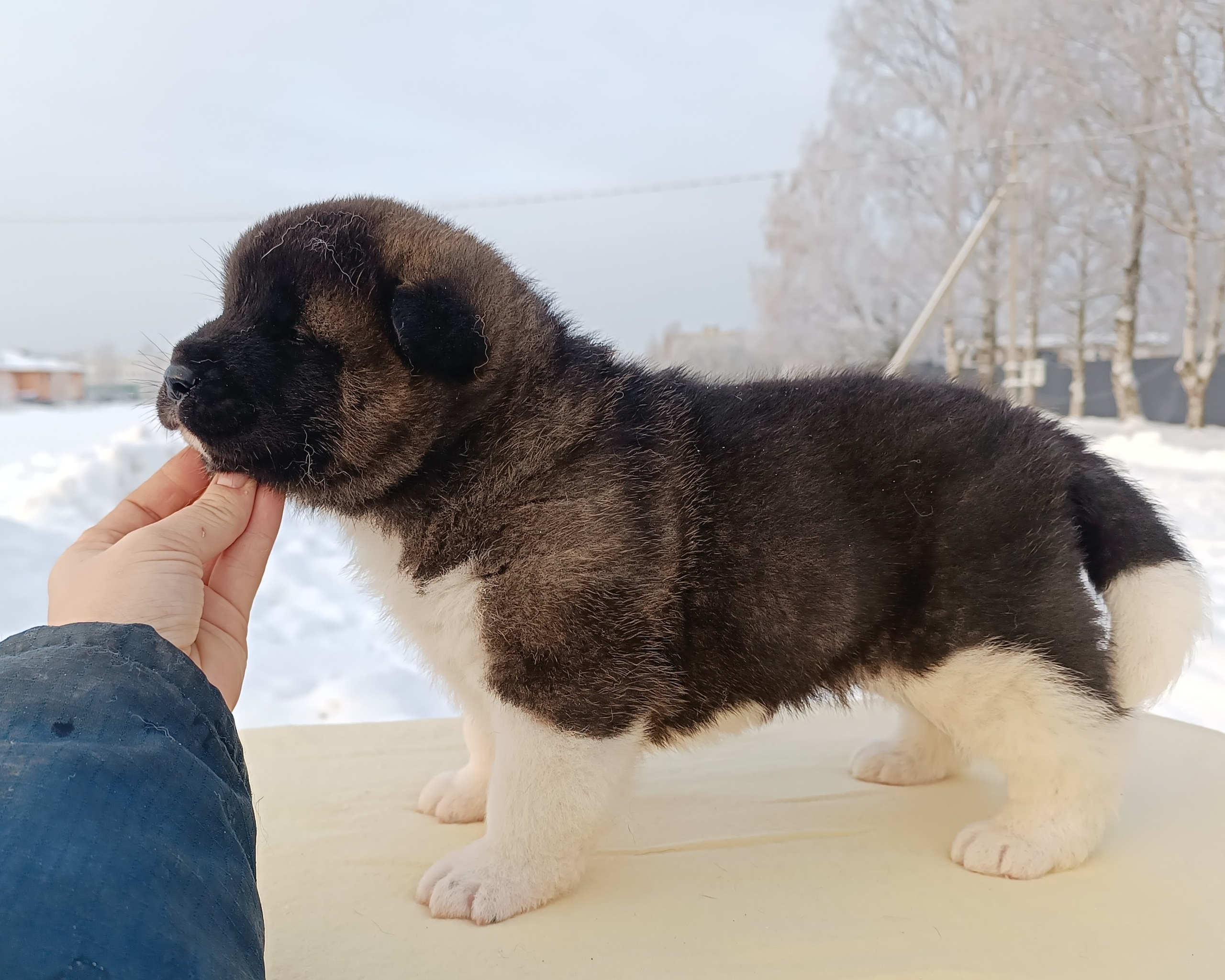 Rubylight Ctsar'. Американская акита I Сиба ину I Питомник RUBYLIGHT