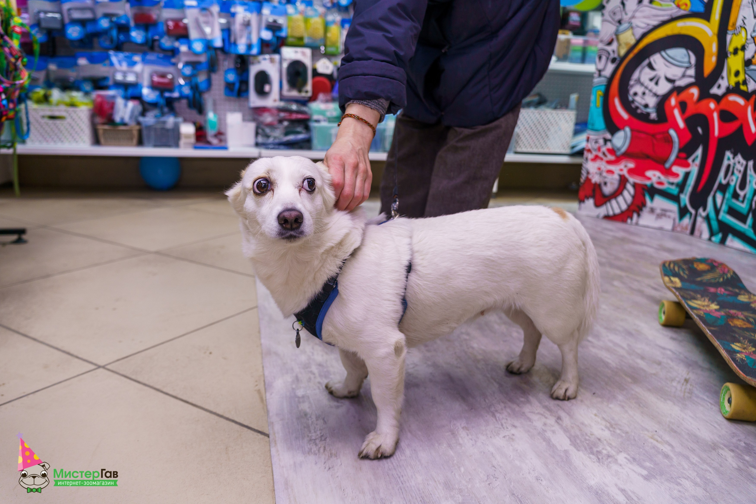 Мистер Гав -13 лет!. Фотограф Челябинск · Ольга Серебрякова