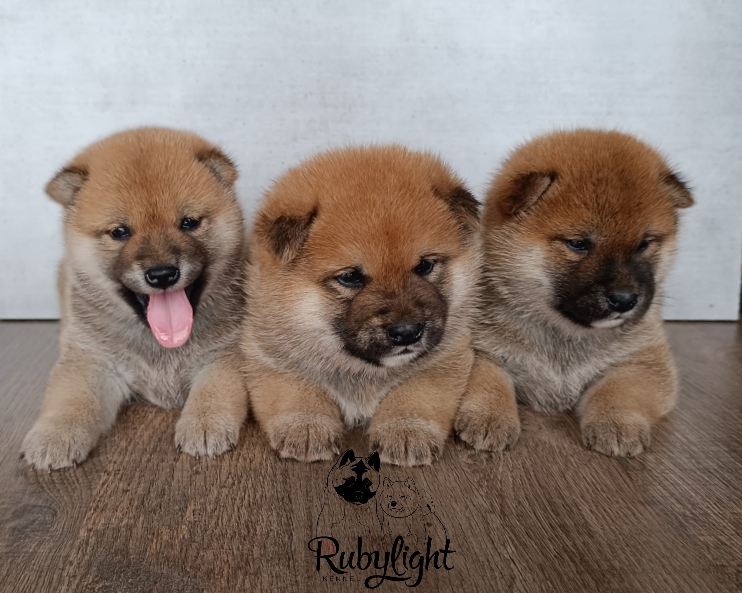 Сиба Помёт Е питомник Рубилайт