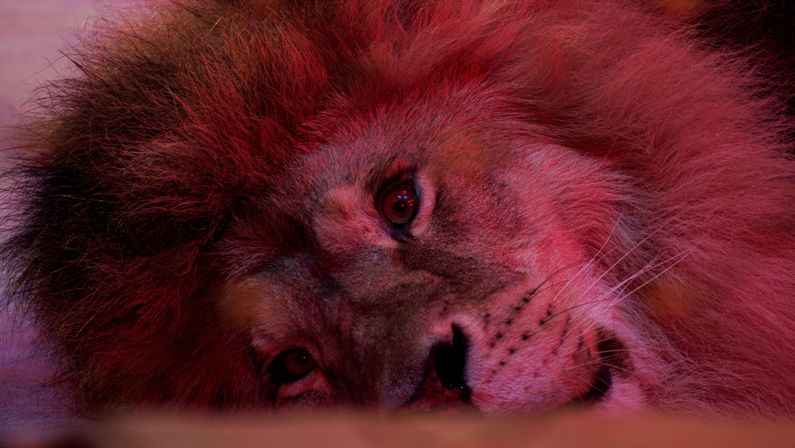 Культурные мероприятия. Фотограф/видеограф Москва — Кирилл Капустин