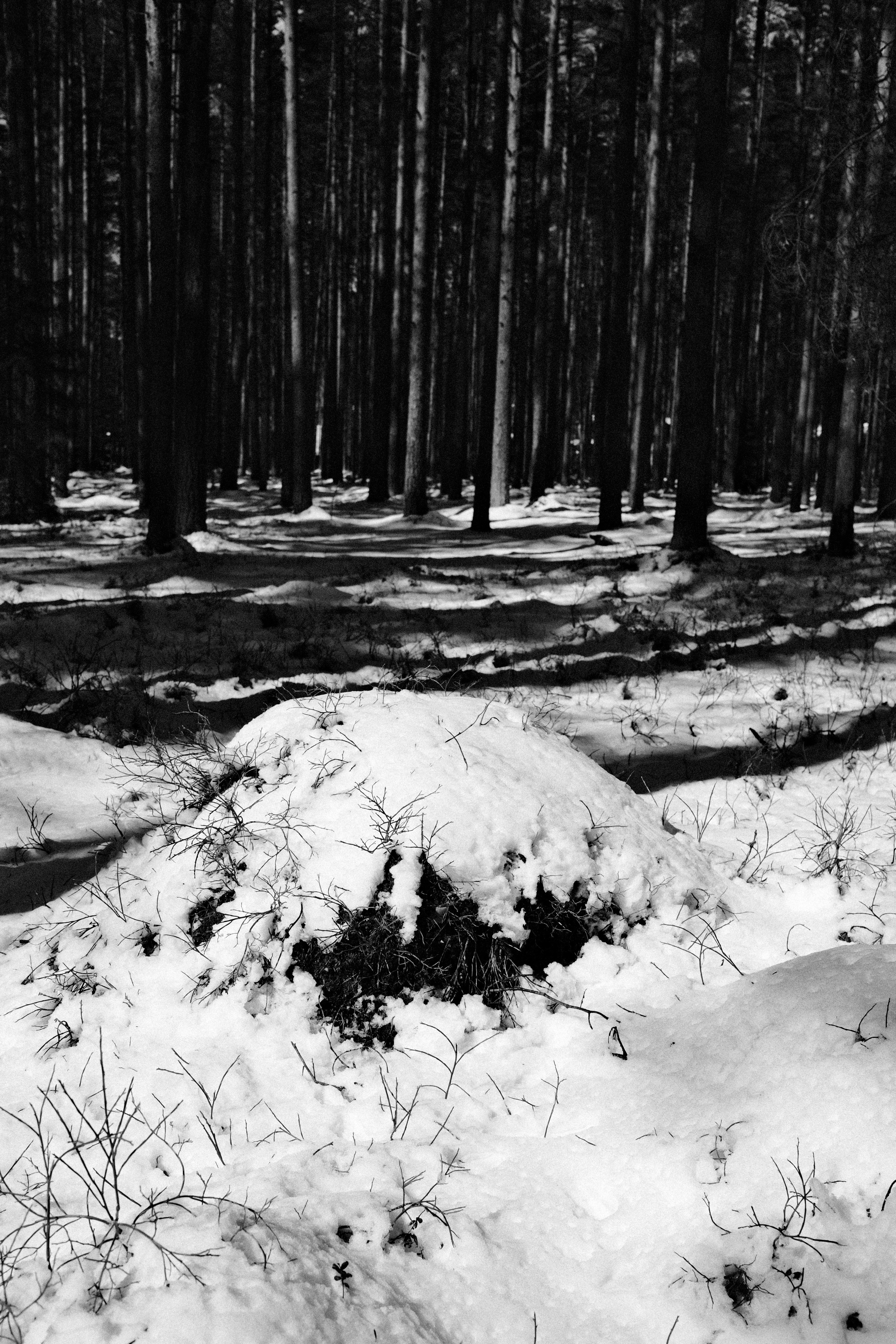 Сказочный лес. Портретный фотограф