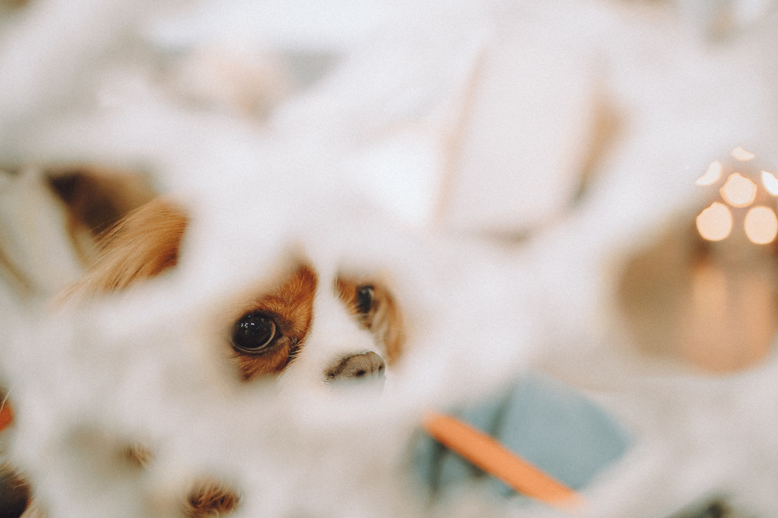 Валя, Вася, Аня и Ириска