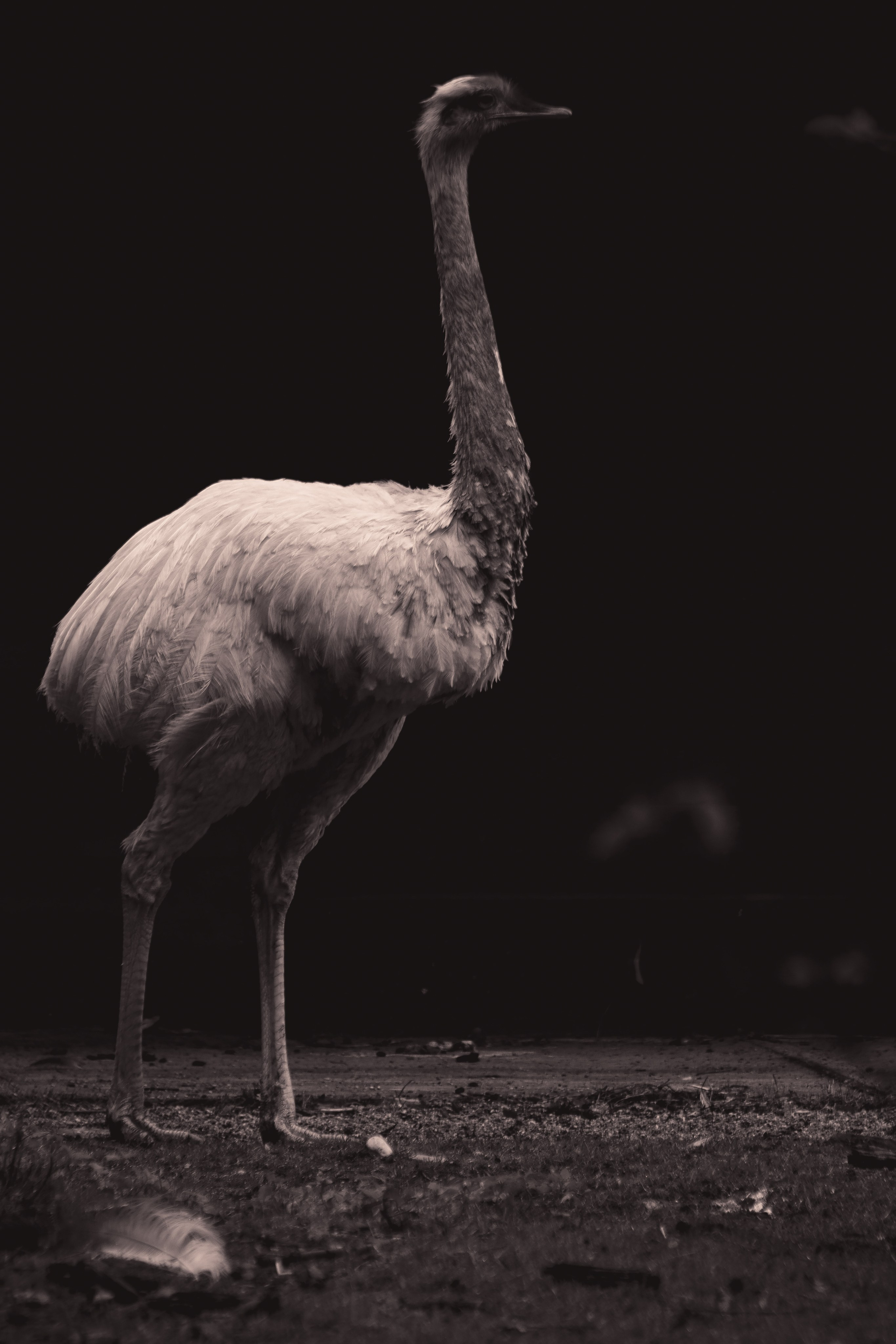 С Е П И Я. — Digital Noise —