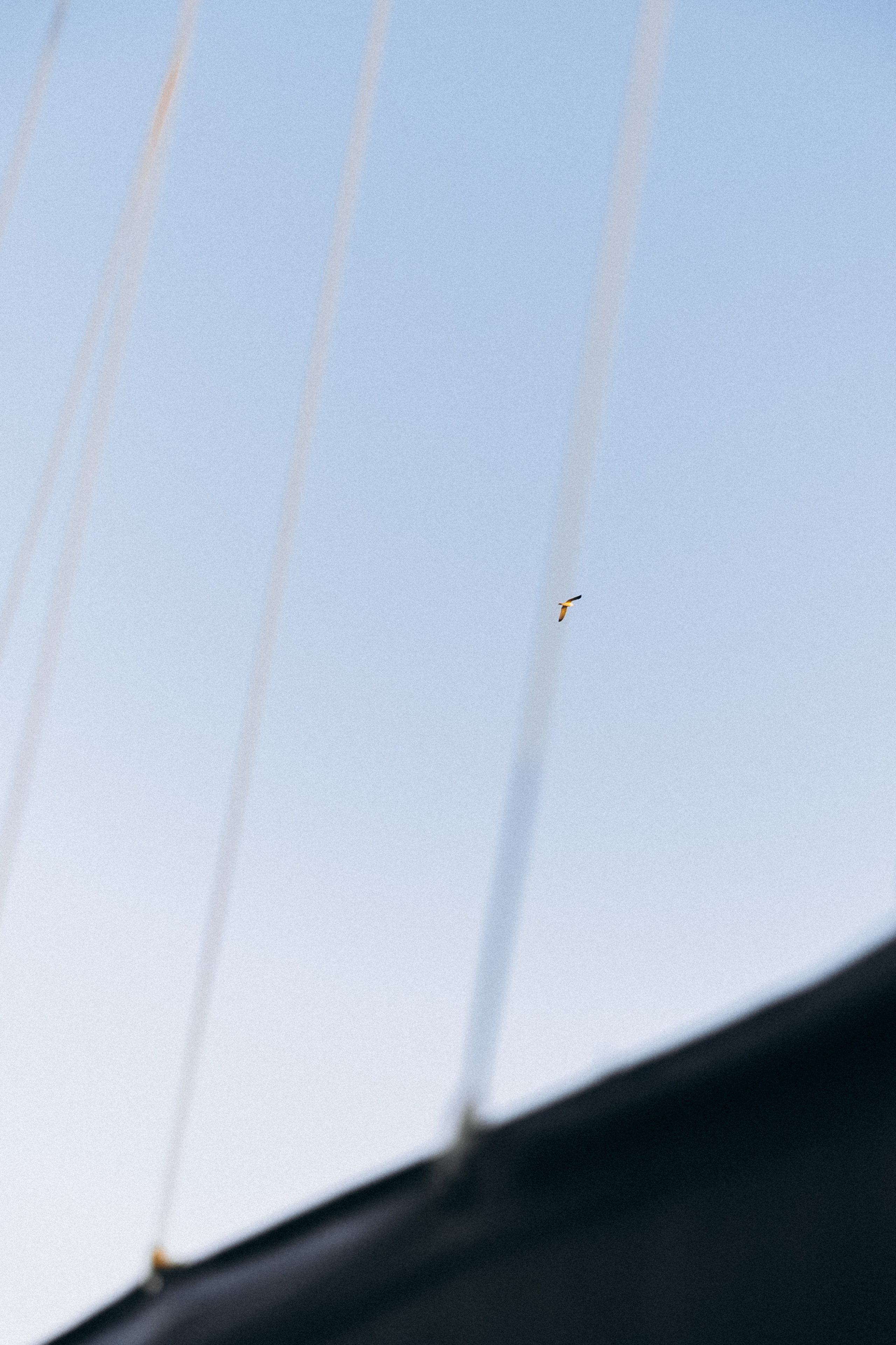 Яхта, парус…. Фотограф Сочи Адлер Сириус Красная Поляна Ошутина Анастасия