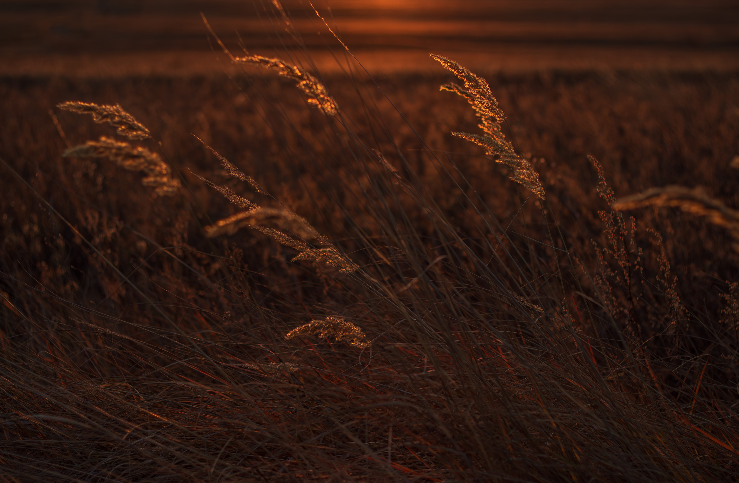 Природа. Фотограф Юлия Левандовская, п.Ясногорск