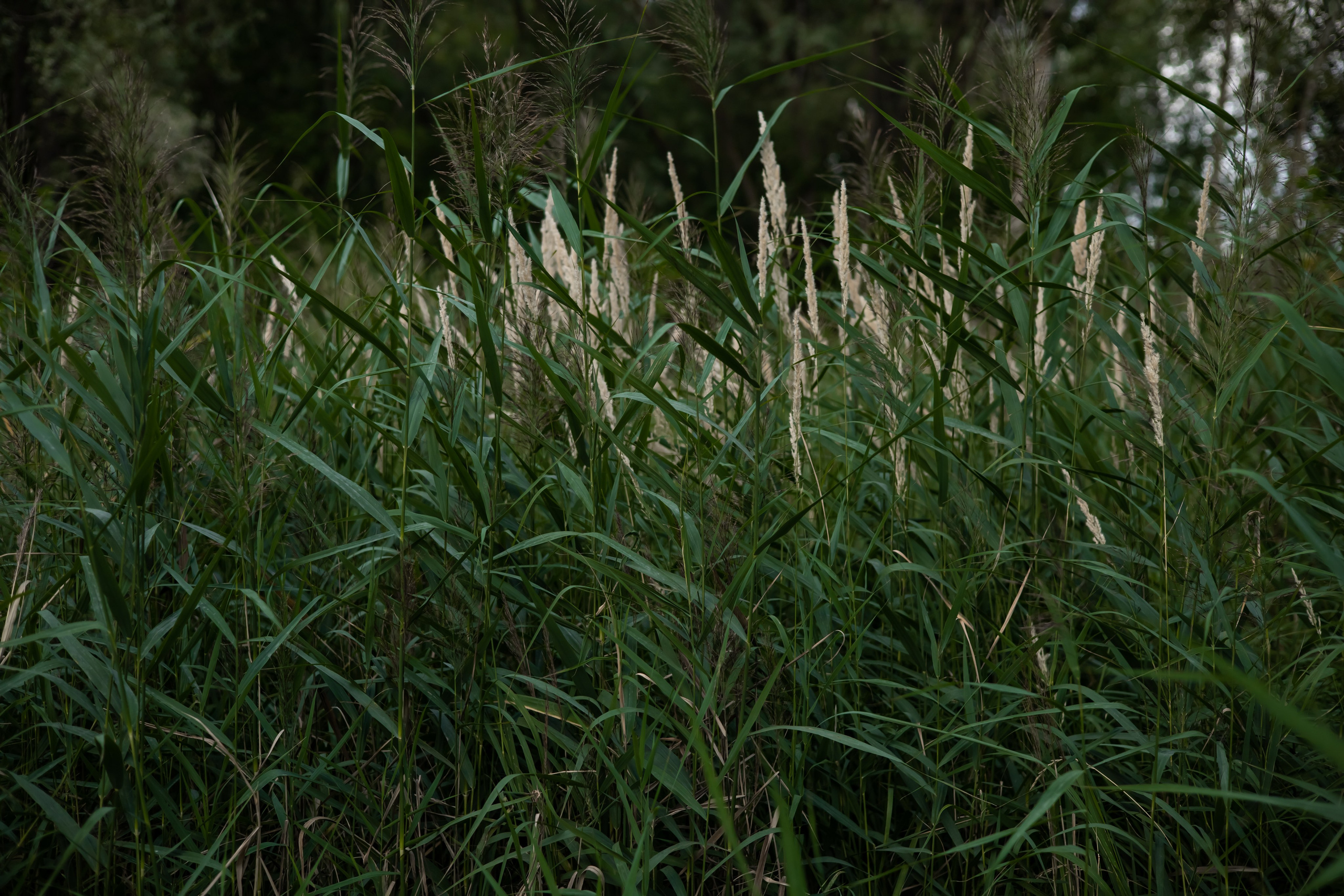 MILYAUSHA. Фотограф Элла Ефимова