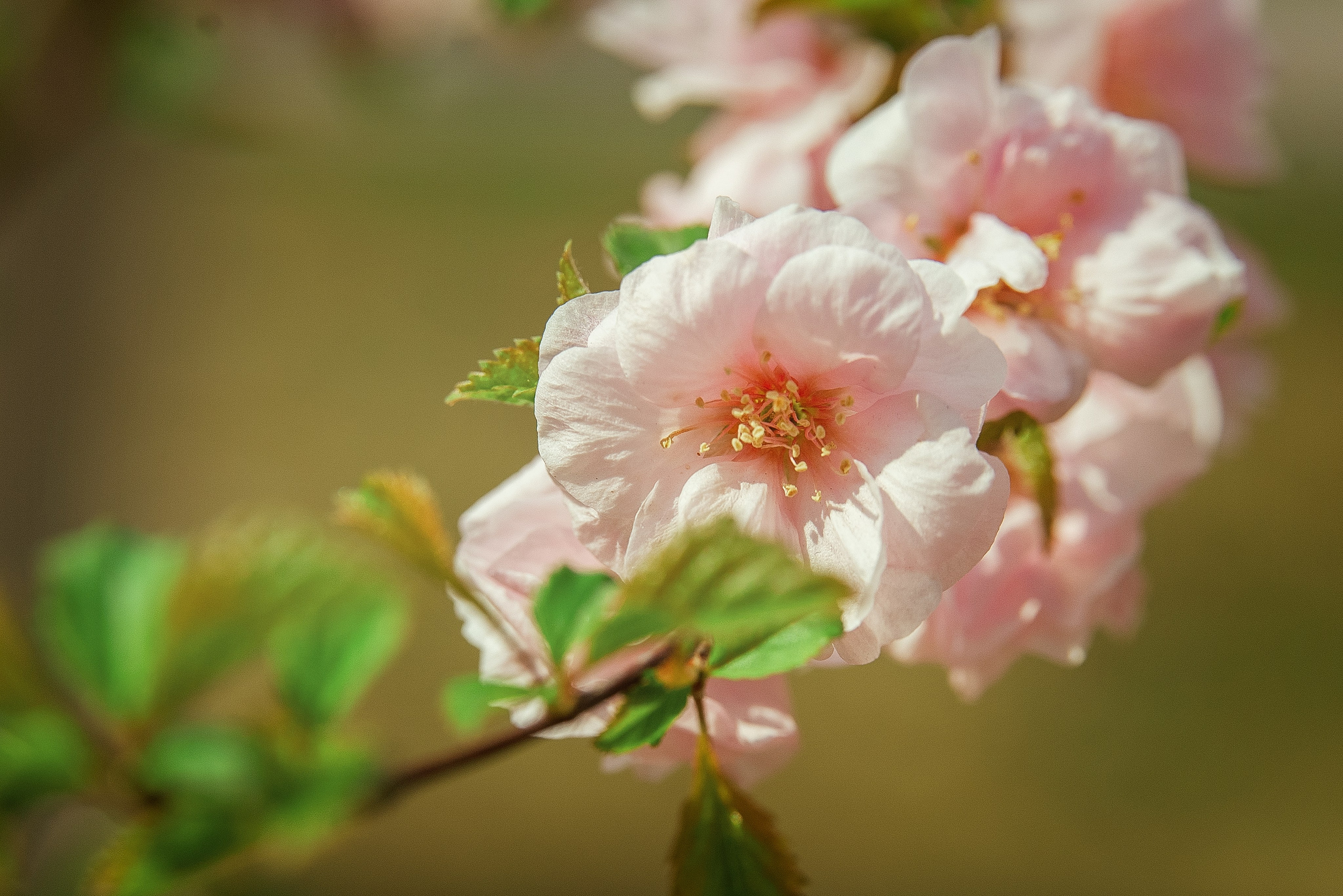 Весна. FotoGraf