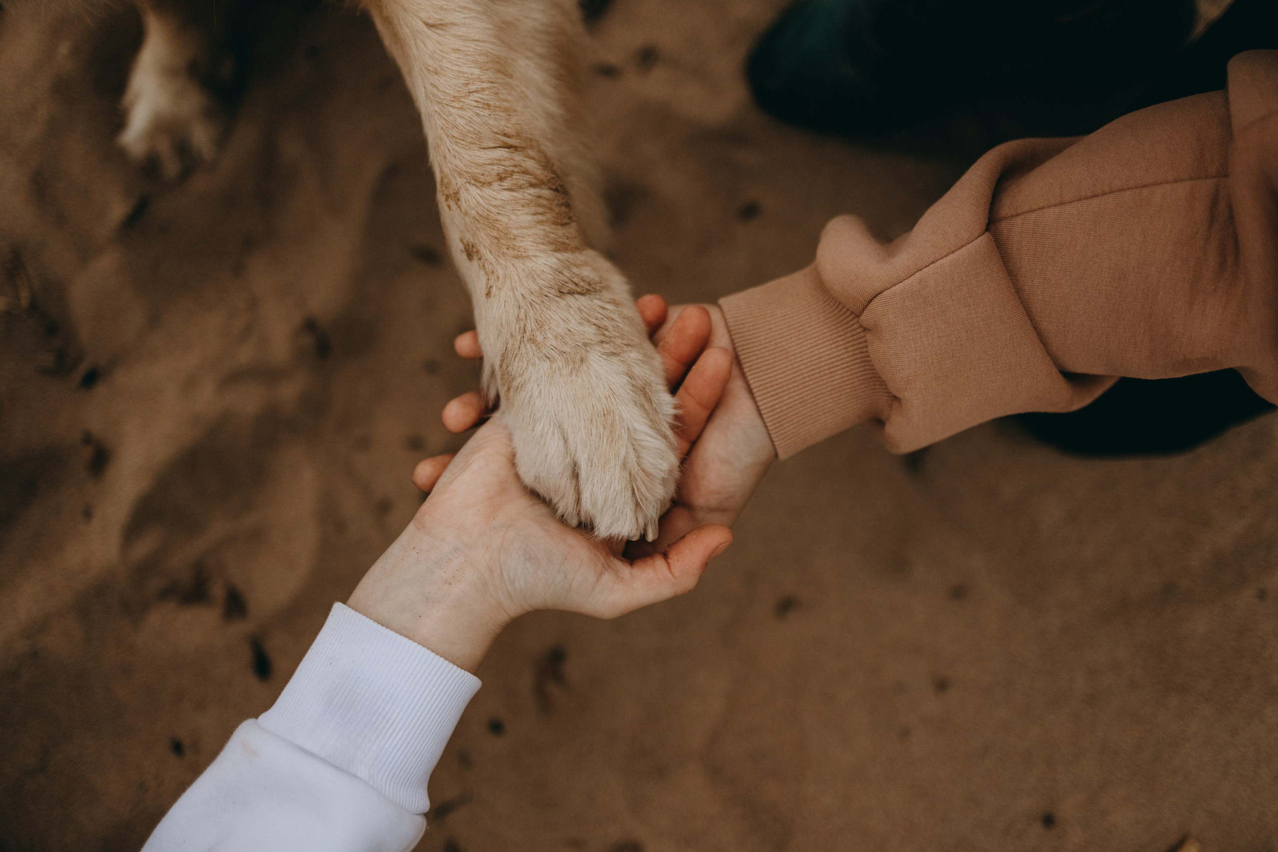 Фоси и его семьи. Фотограф — Анималист | Санкт-Петербург