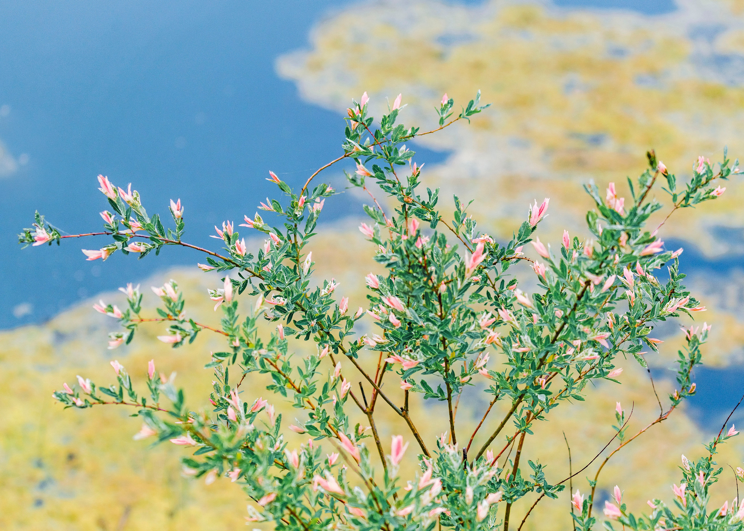 Color photographs. Artisistic photographs of Lena Sokolova