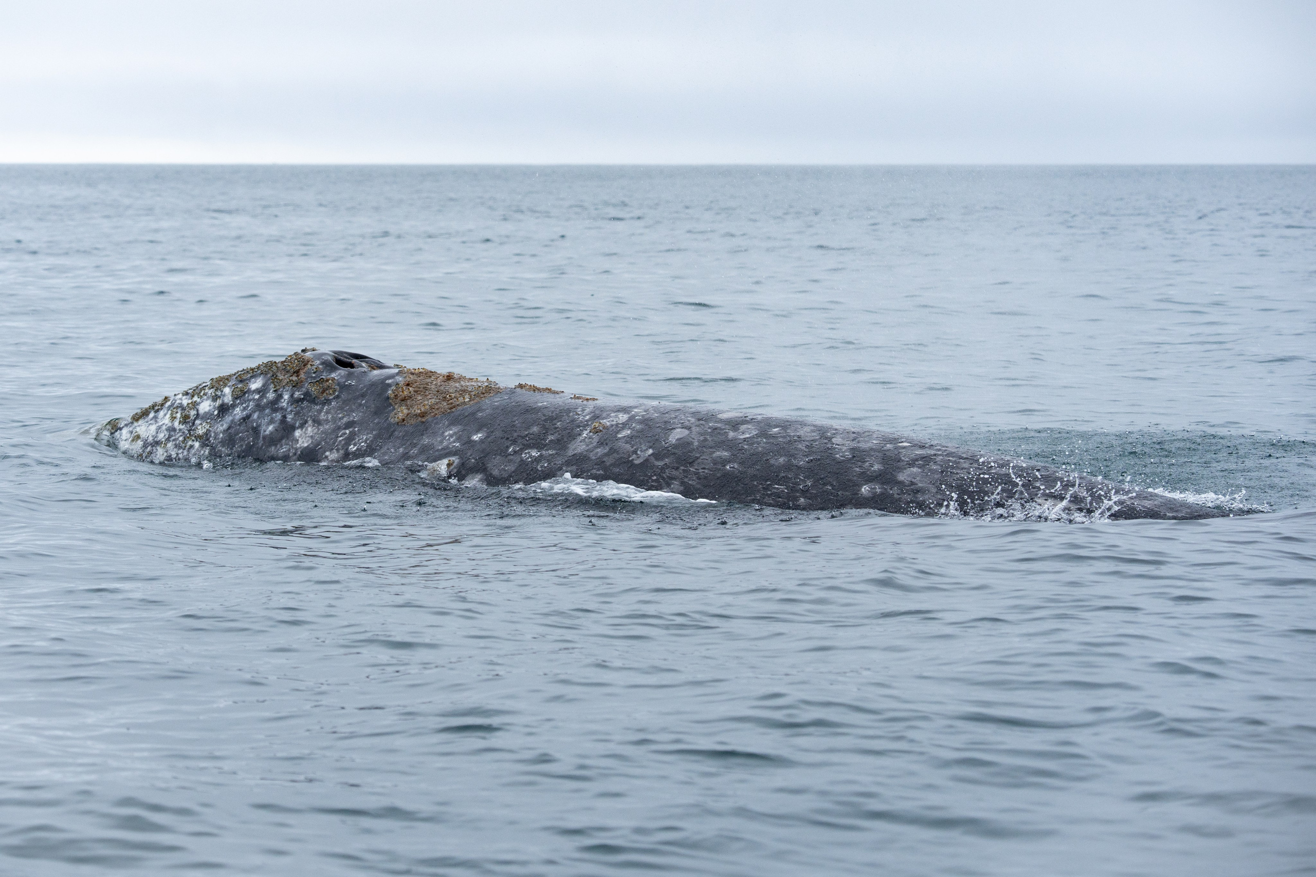 Чукотка. Gusarov Travel Photography