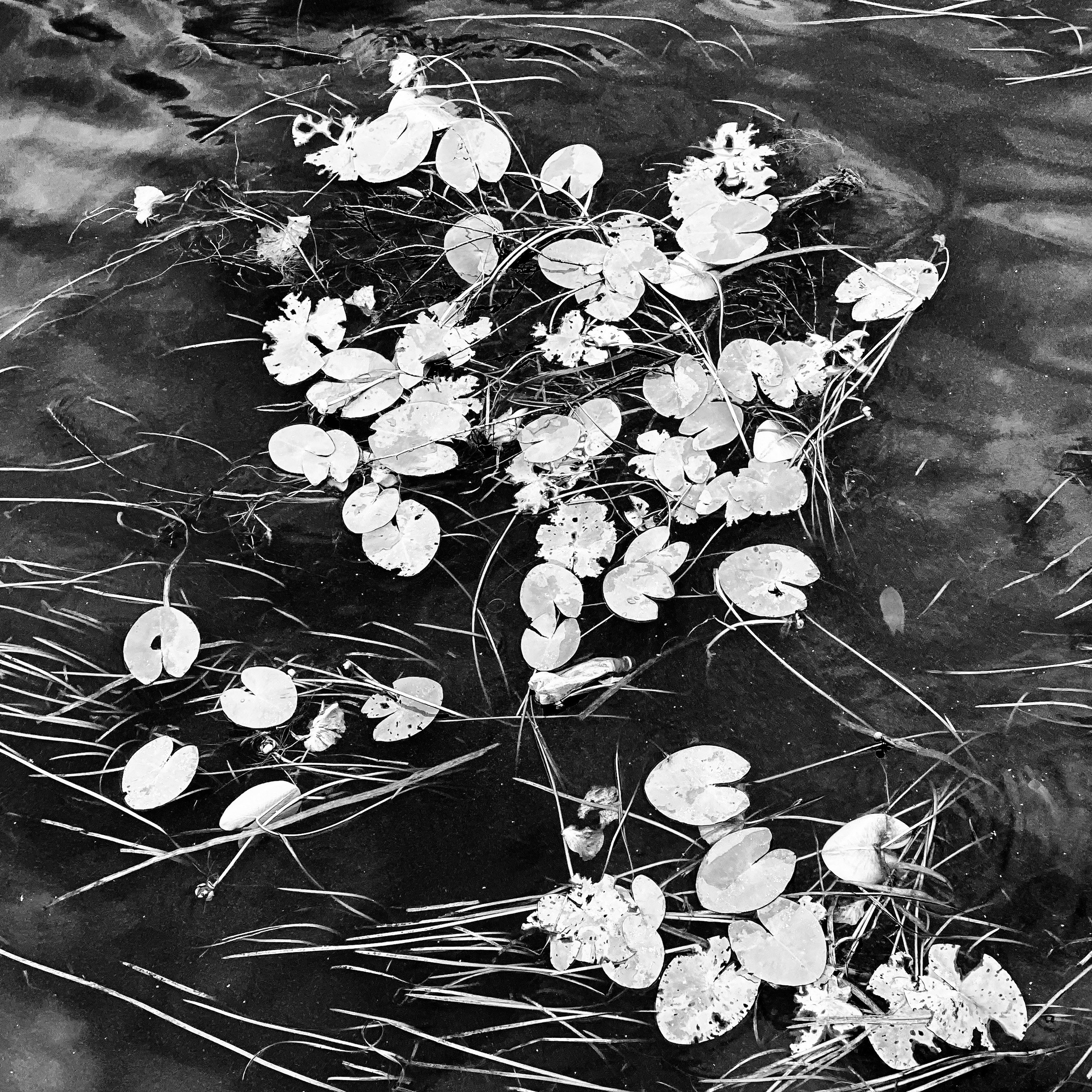 Работы с телефона. Свадебный фотограф в Москве Сафонова Анна