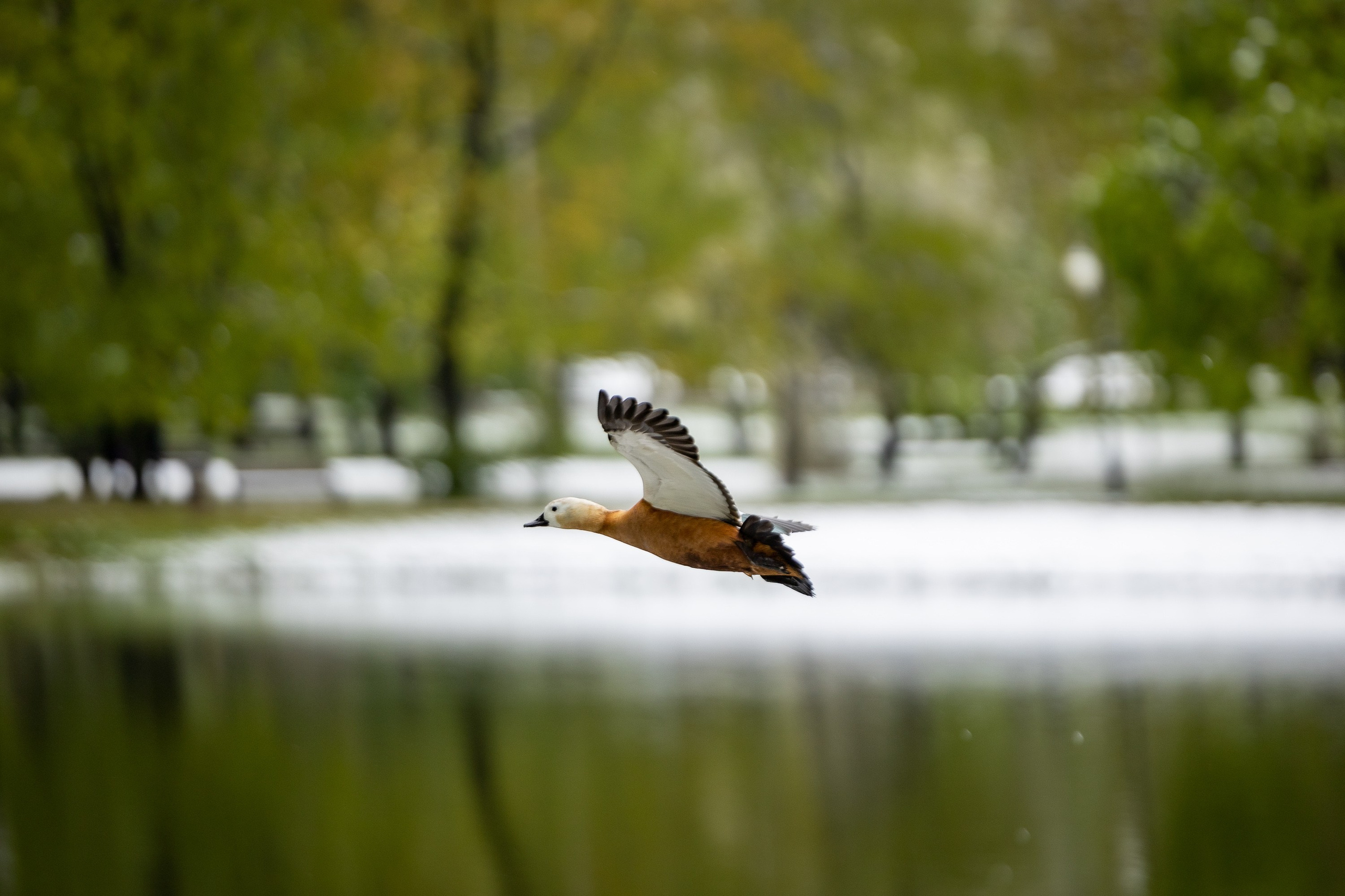 Птицы. Фотограф Владимир Охрименко