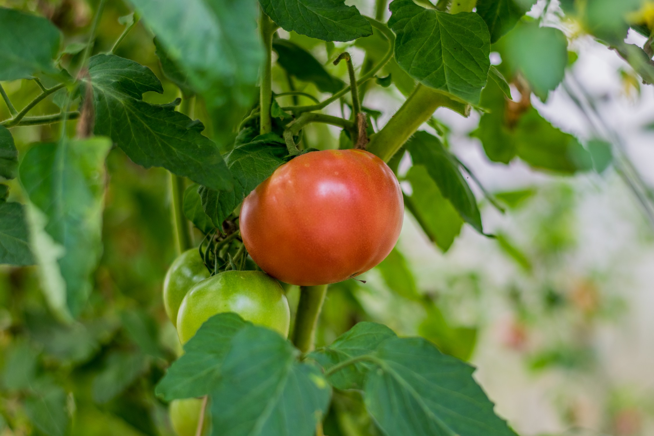 Антон Курдюмов фотограф в Хабаровске Рина Курдюмова фото27 foto27 Антон Дорофеев репортажный репортаж документалист Тони и Рина фотосоздатели Виноградники Хехцир 2024 Хабаровск виноград дикий фермер фермерство дачный сезон