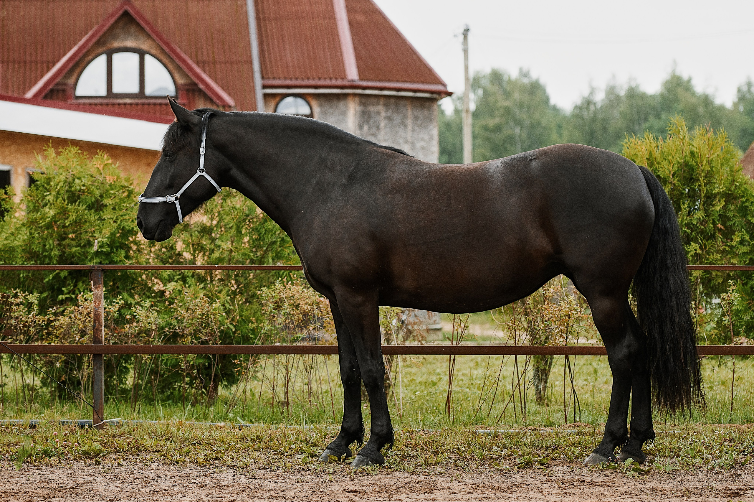 Мара. Фотограф-анималист