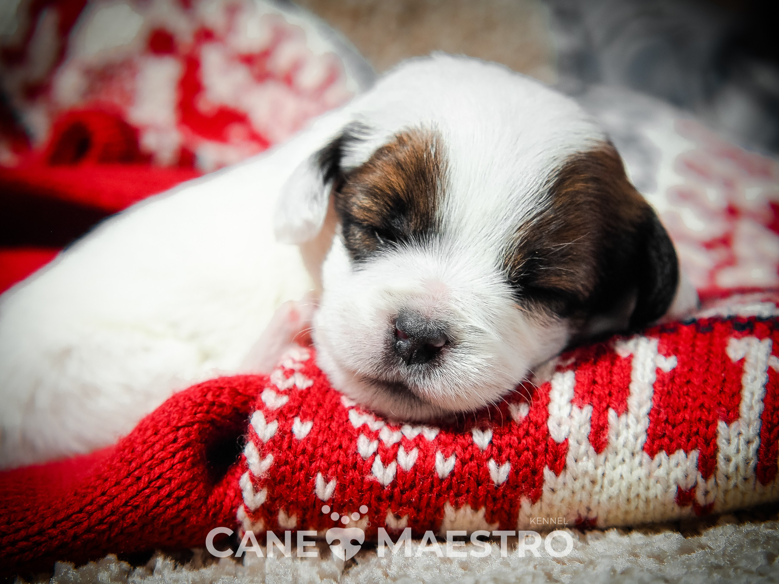 1КОБЛ_МОНОКЛЬ_Ц_ЛИТТЕР. CANE MAESTRO — kennel Jack Russell Terrier