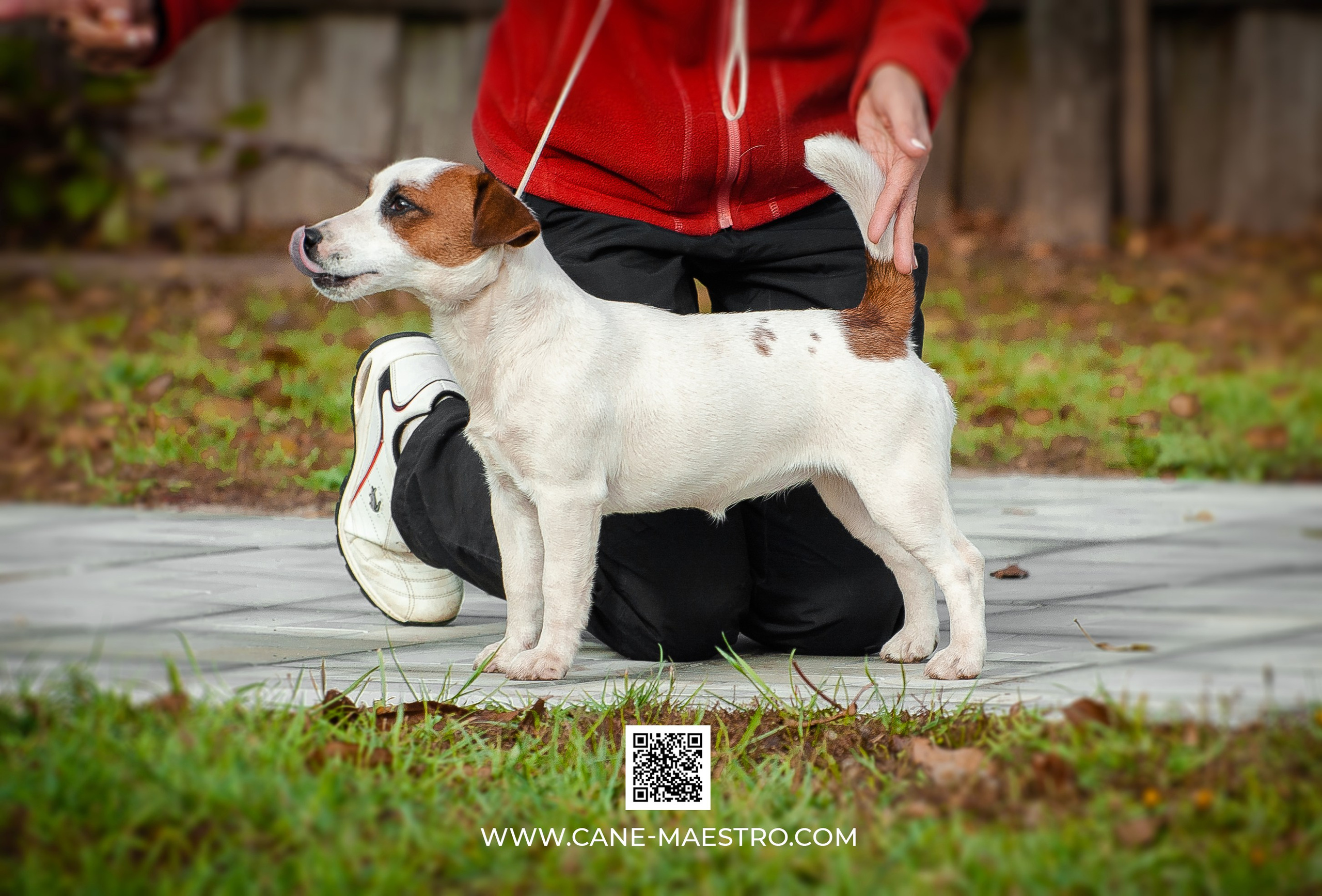 Щенок Джек-рассел-терьер. КМ ФЕРИТЕЙЛ. Гладкий джек рассел. Девочка№1. КАНЕ МАЭСТРО — питомник Джек рассел терьеров