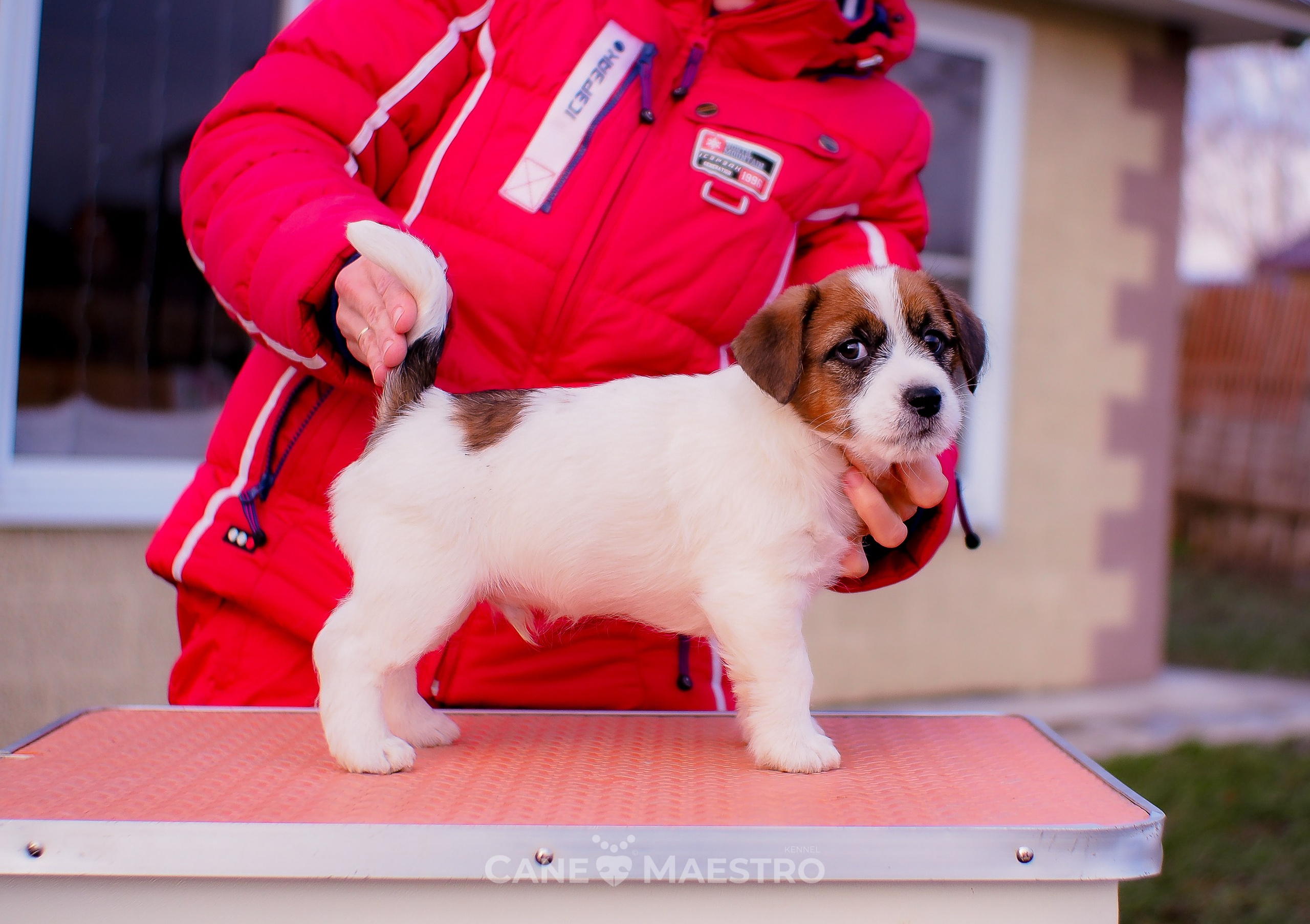 Мальчик 2. Кобель бело-рыжий. Джек рассел терьер щенок. КАНЕ МАЭСТРО — питомник Джек рассел терьеров