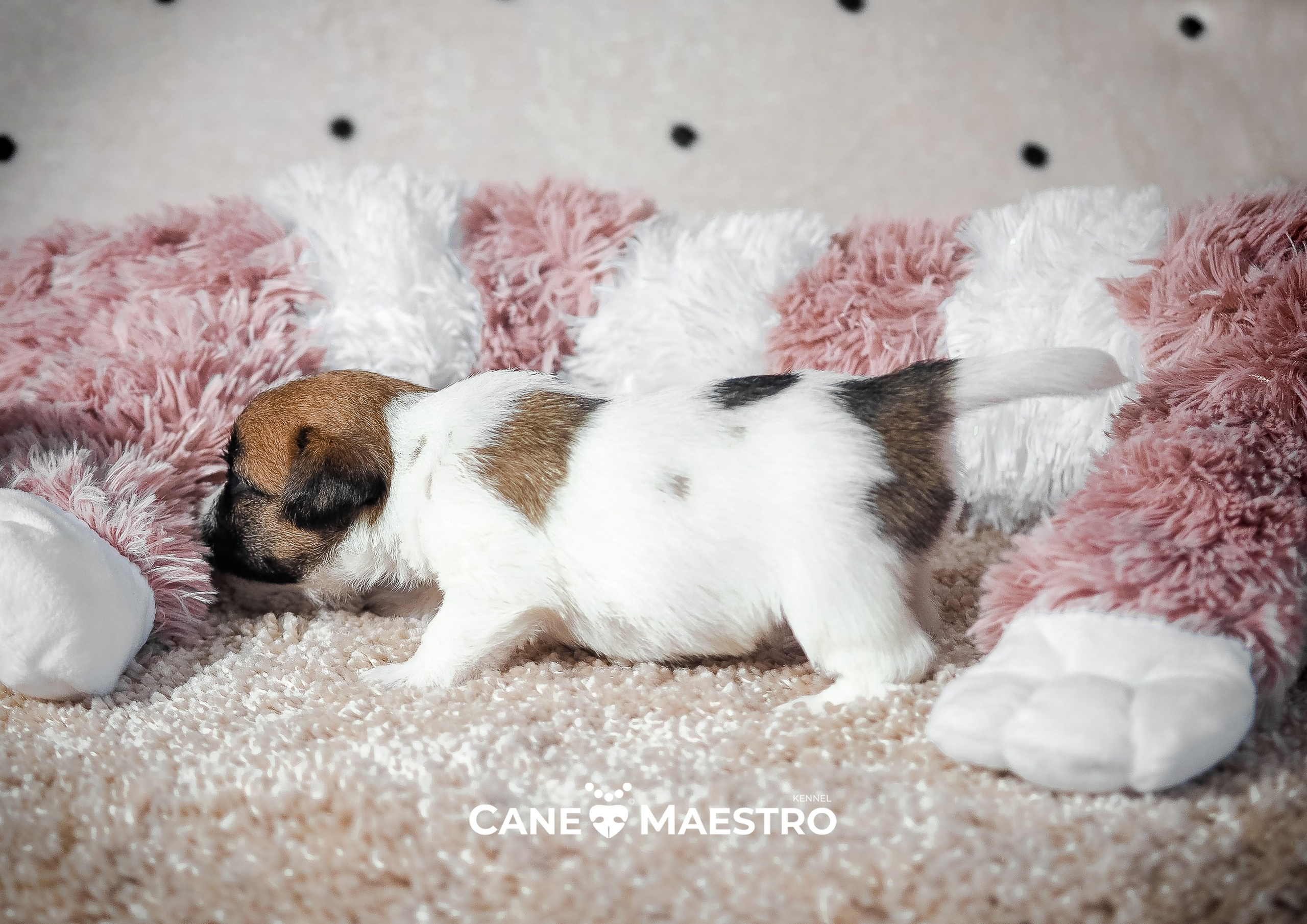 X_female_2_b-t. CANE MAESTRO — kennel Jack Russell Terrier