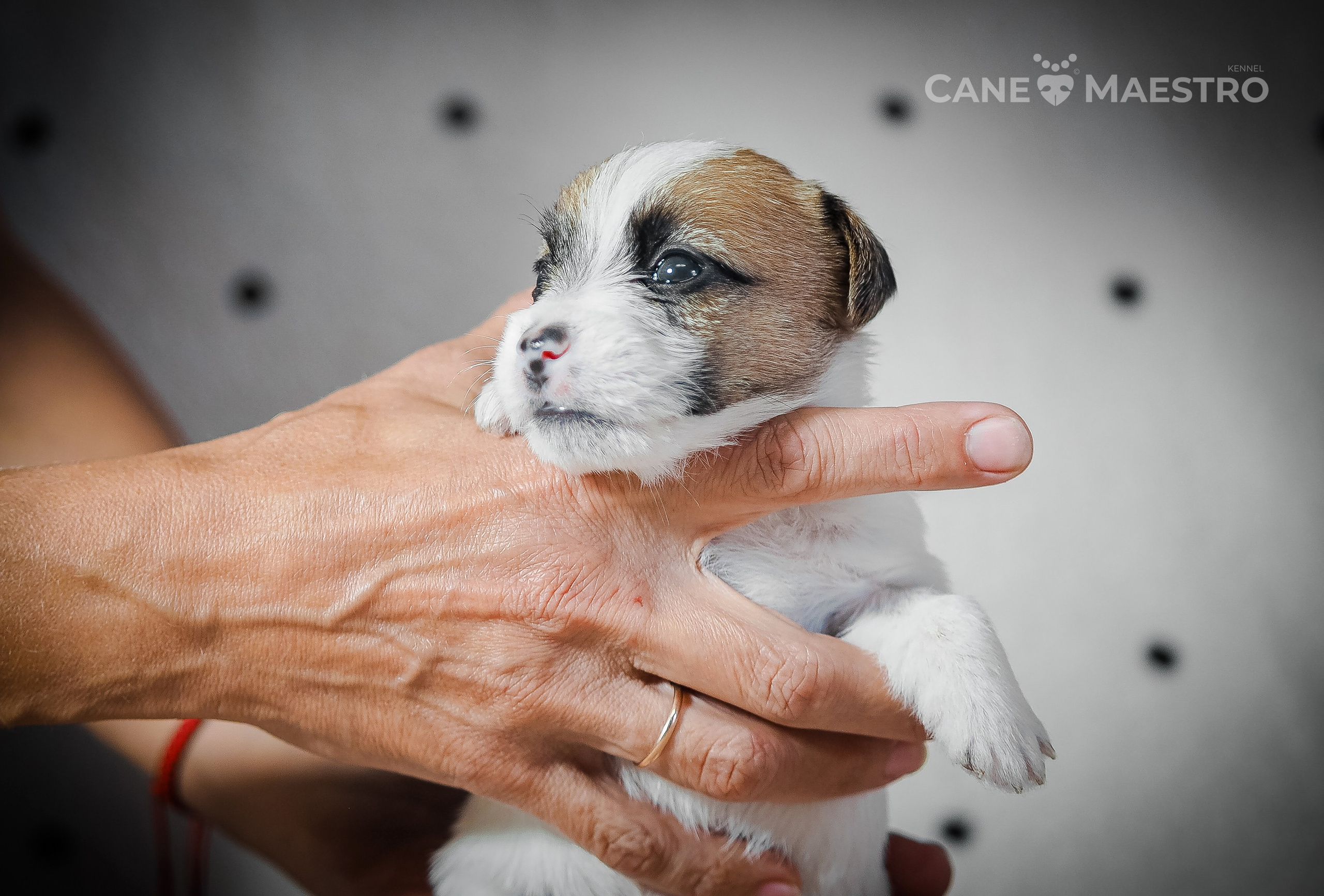 Щенок бело-рыжий джек рассел терьер. КАНЕ МАЭСТРО — питомник Джек рассел терьеров