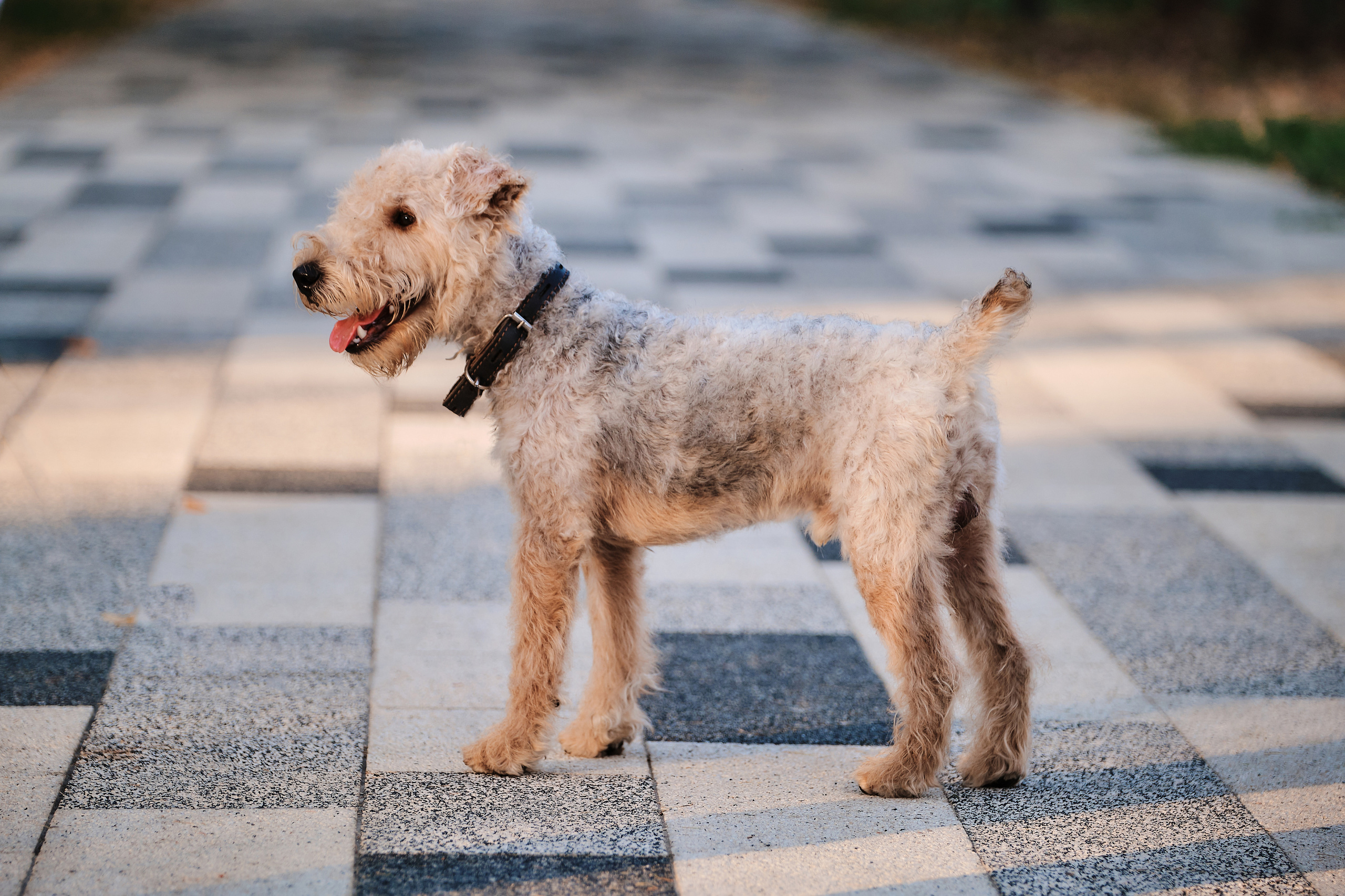 ПроХвостики. Семейный портретный свадебный фотограф Дмитрий Тимченко. Студия / фото