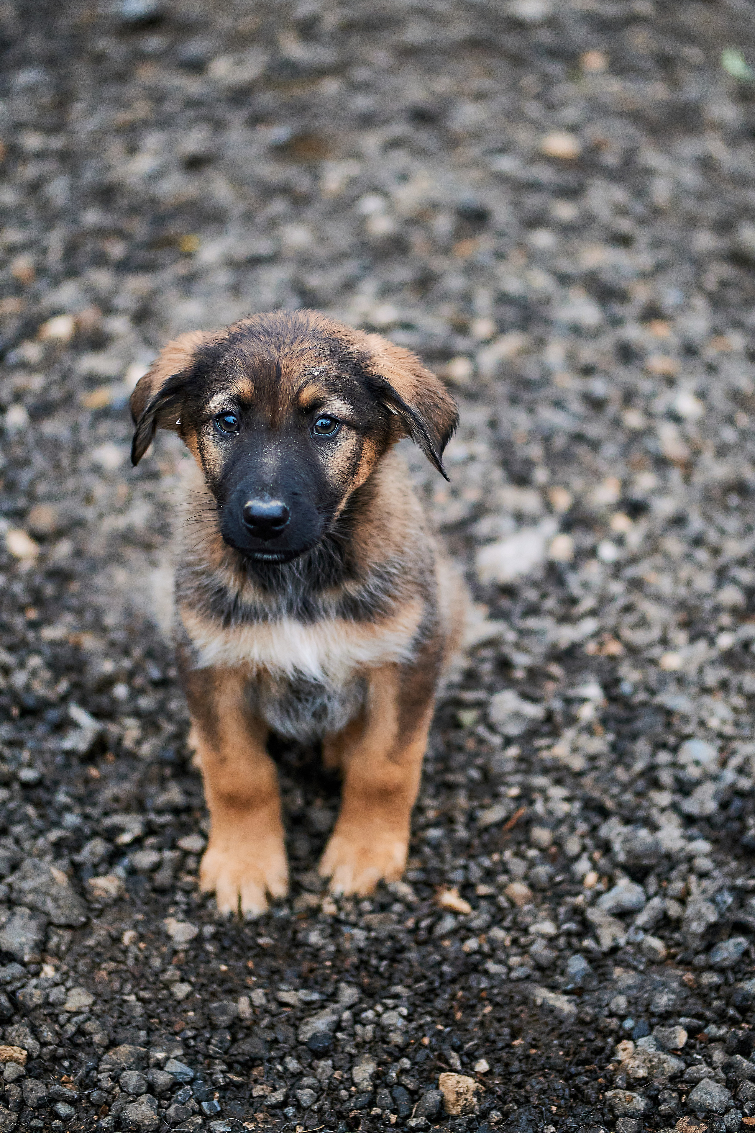 ПроХвостики. Семейный портретный свадебный фотограф Дмитрий Тимченко. Студия / фото