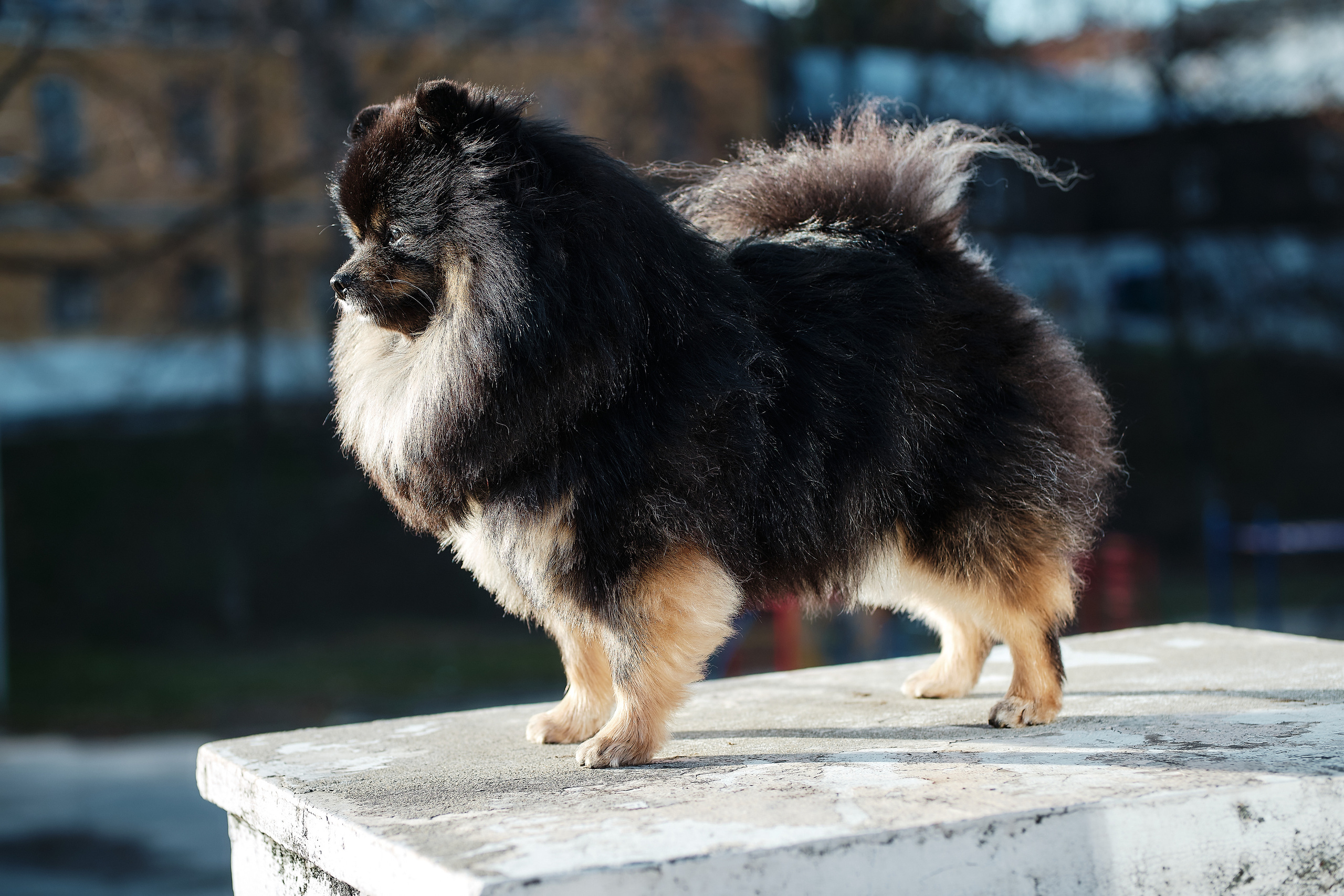 ПроХвостики. Семейный портретный свадебный фотограф Дмитрий Тимченко. Студия / фото