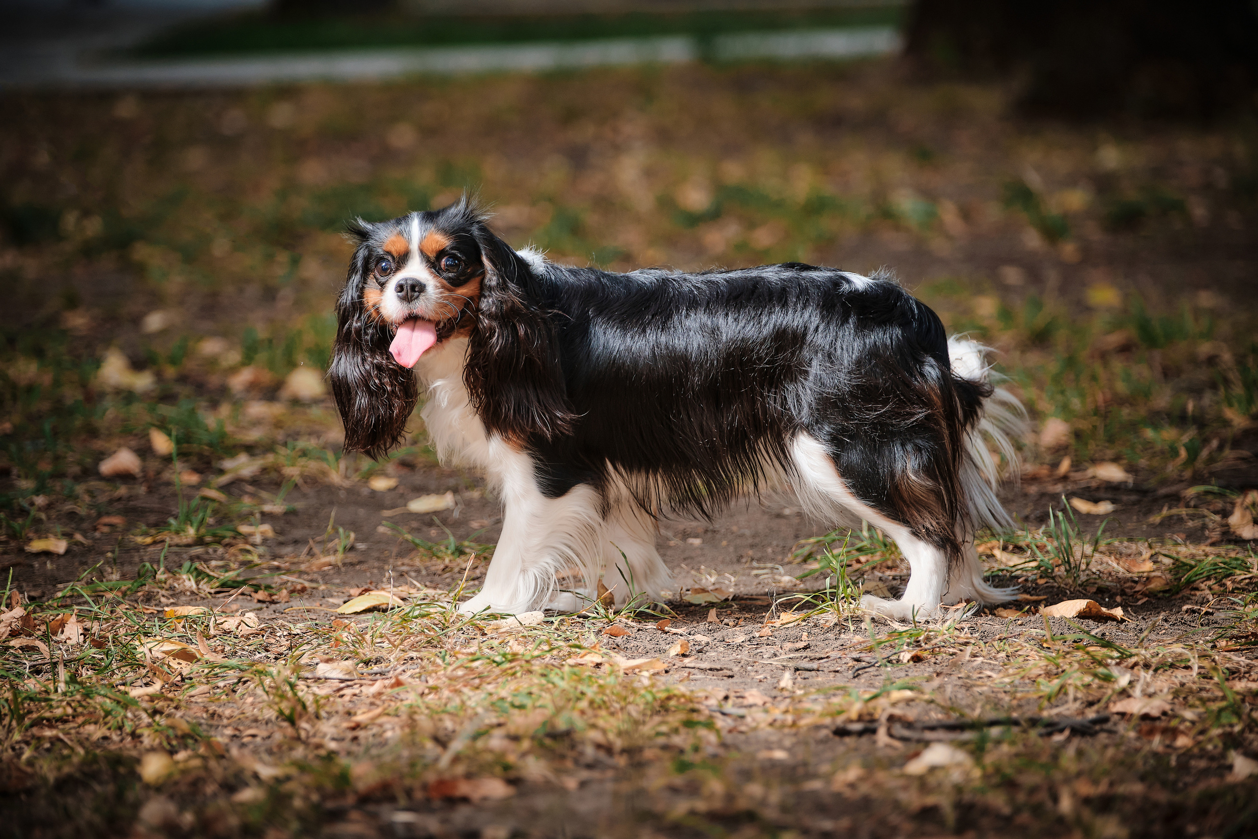 ПроХвостики. Семейный портретный свадебный фотограф Дмитрий Тимченко. Студия / фото