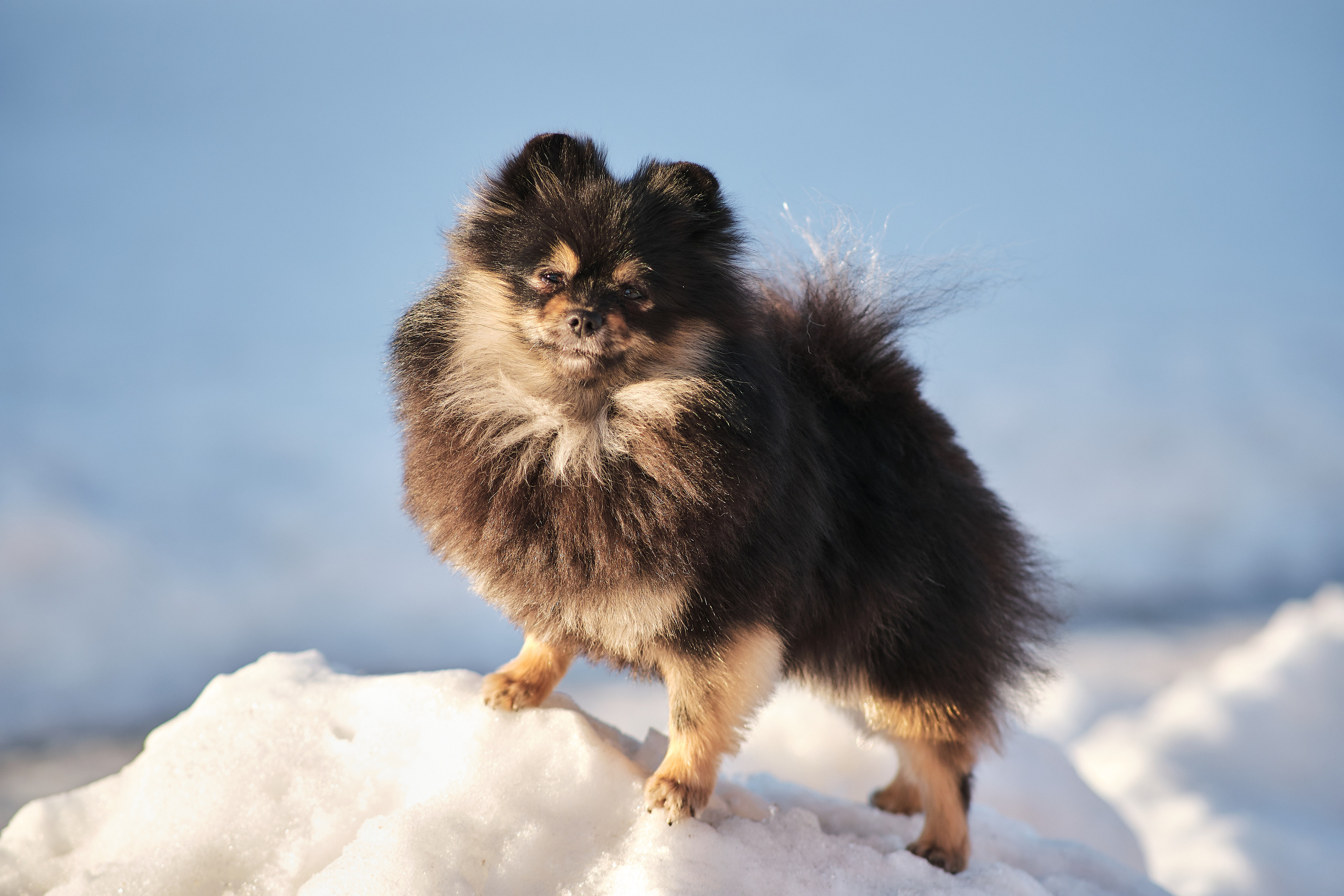 ПроХвостики. Семейный портретный свадебный фотограф Дмитрий Тимченко. Студия / фото