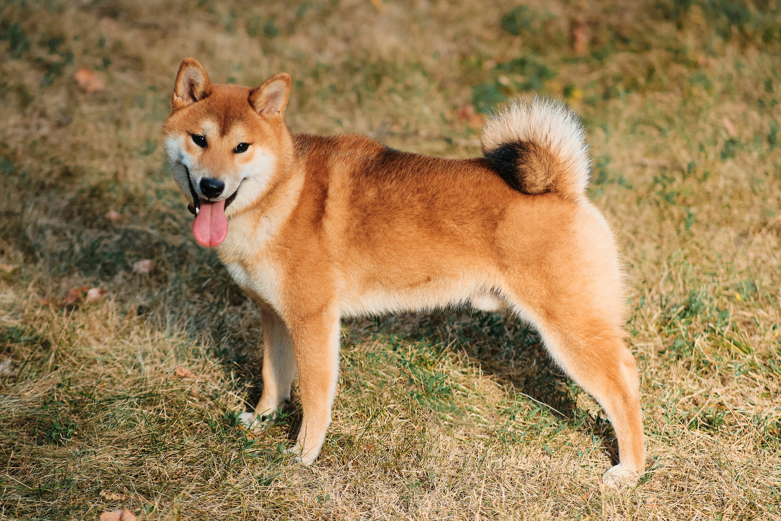 ПроХвостики. Семейный портретный свадебный фотограф Дмитрий Тимченко. Студия / фото