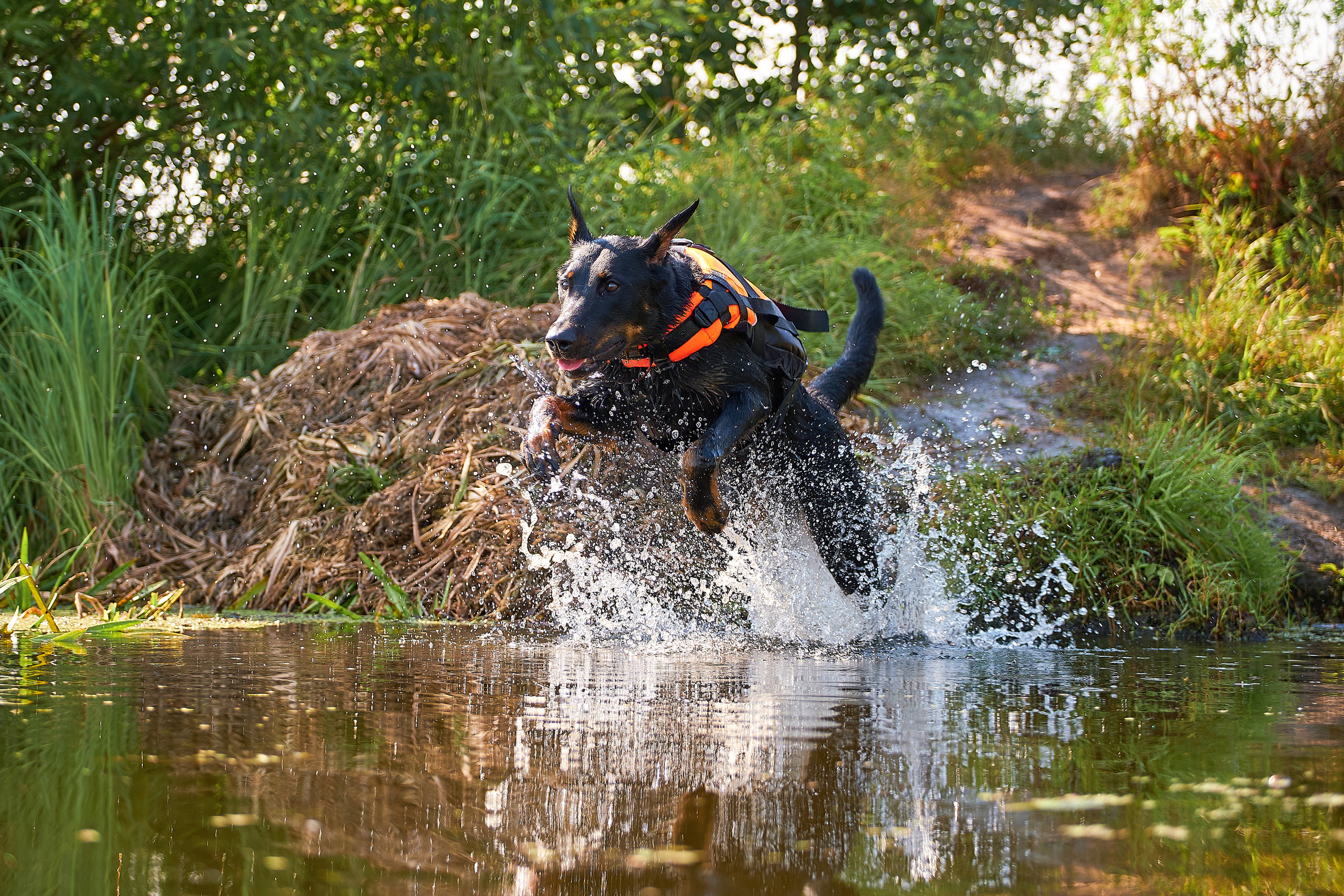 ПроХвостики. Семейный портретный свадебный фотограф Дмитрий Тимченко. Студия / фото